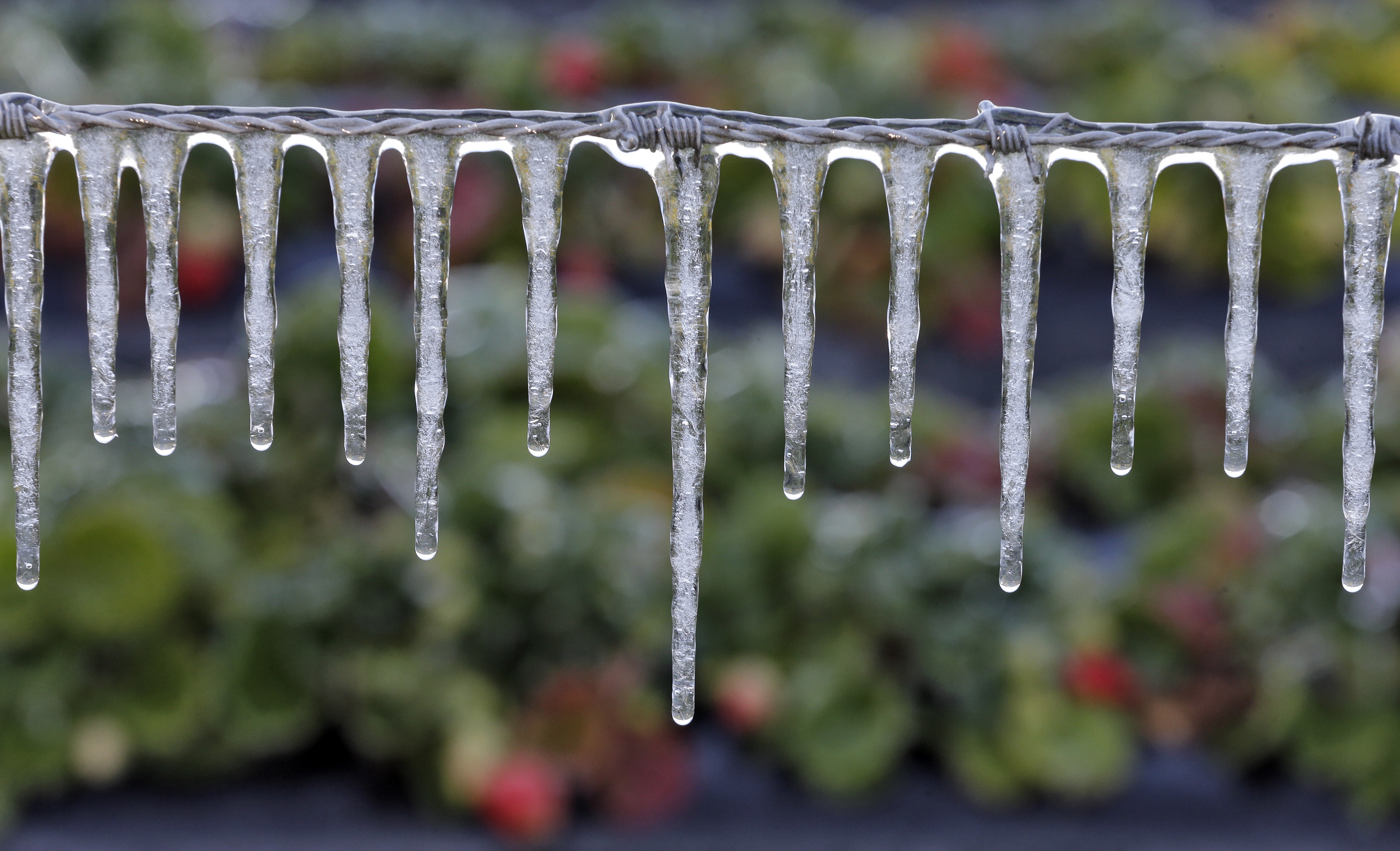 Florida Hits Coldest Temperature in Over 110 Years