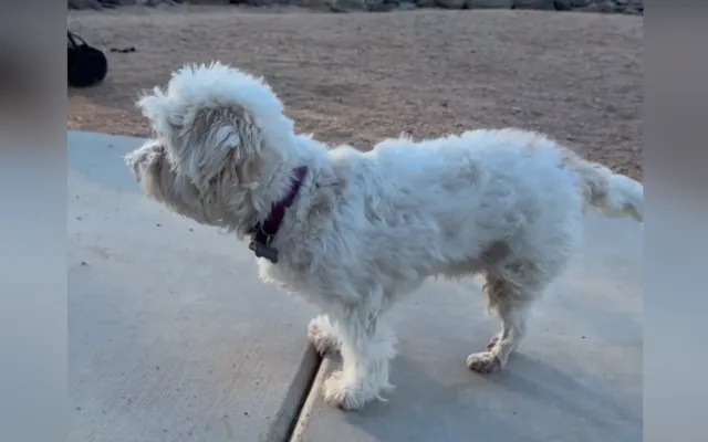 Britney can now walk.