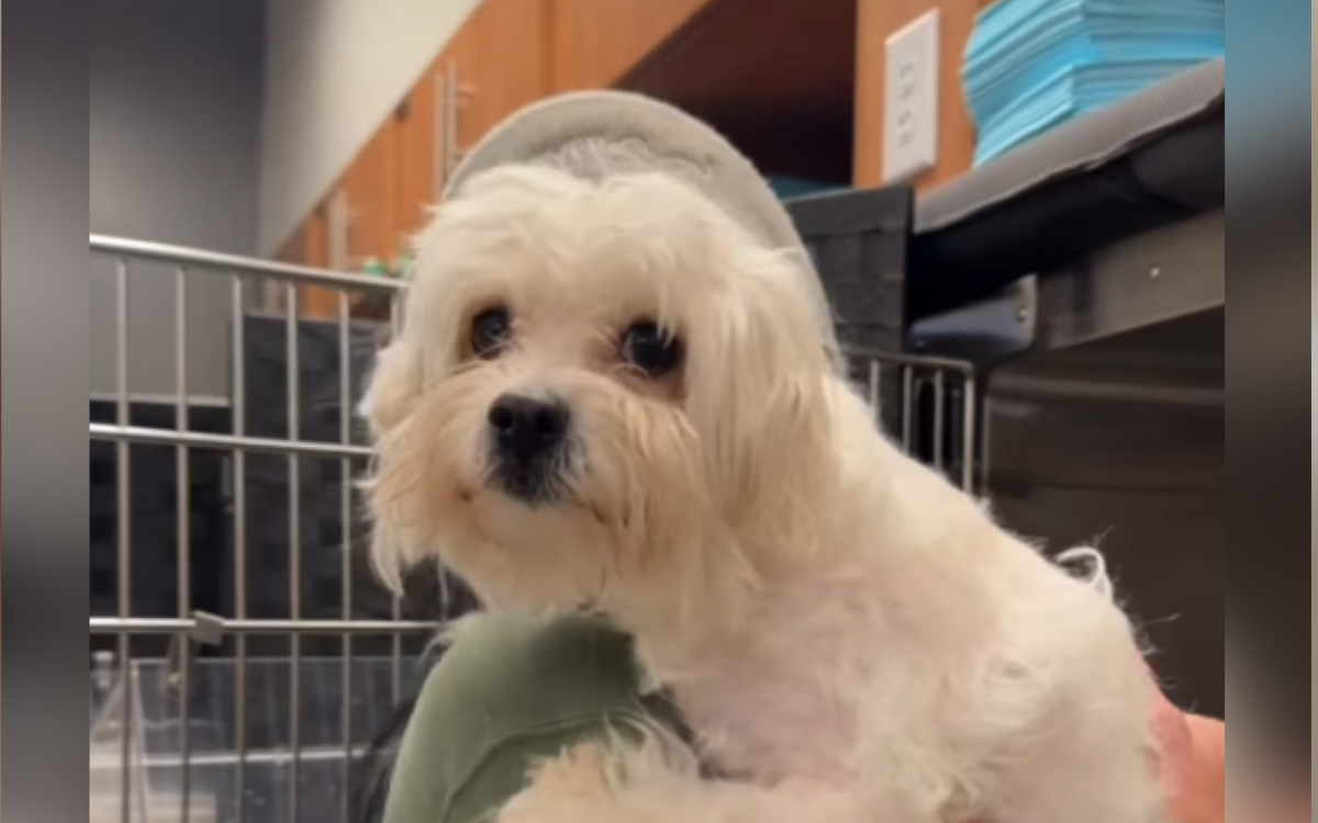Dog Dumped at Shelter After She Became Paralyzed—Then Someone Took a Chance