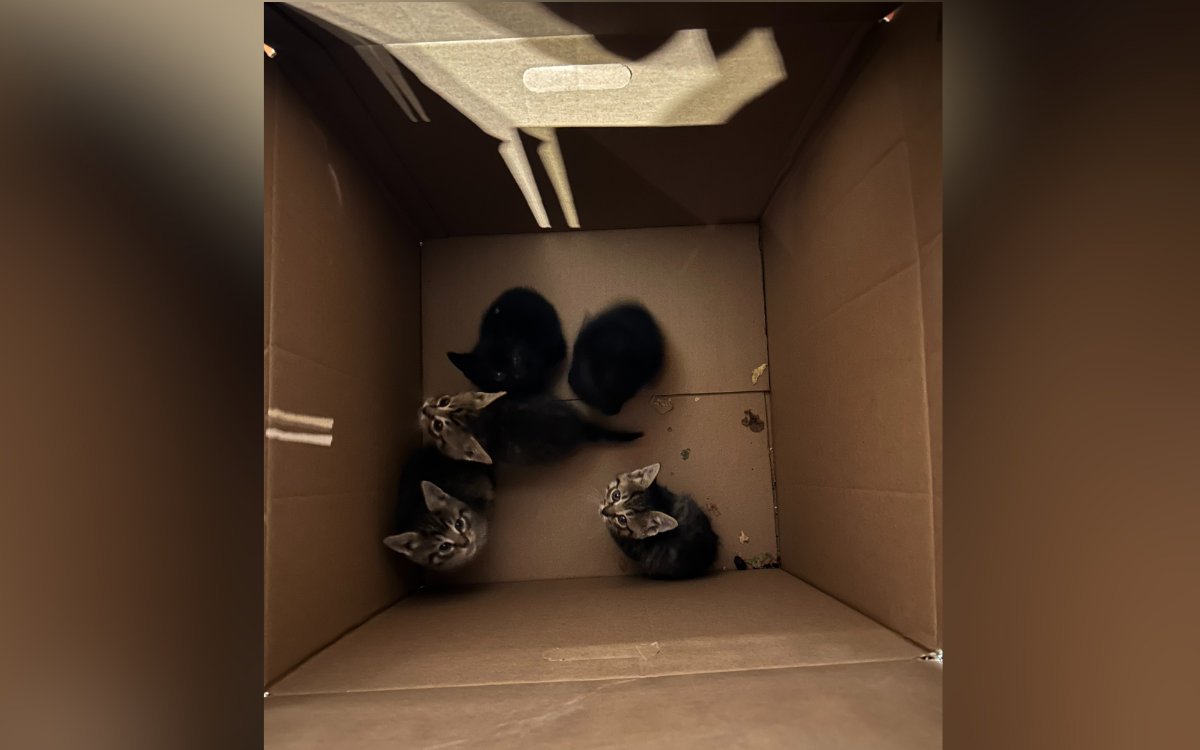 Man Dumpster-Diving Opens Box, Finds Five Sets of Eyes Staring Back at Him