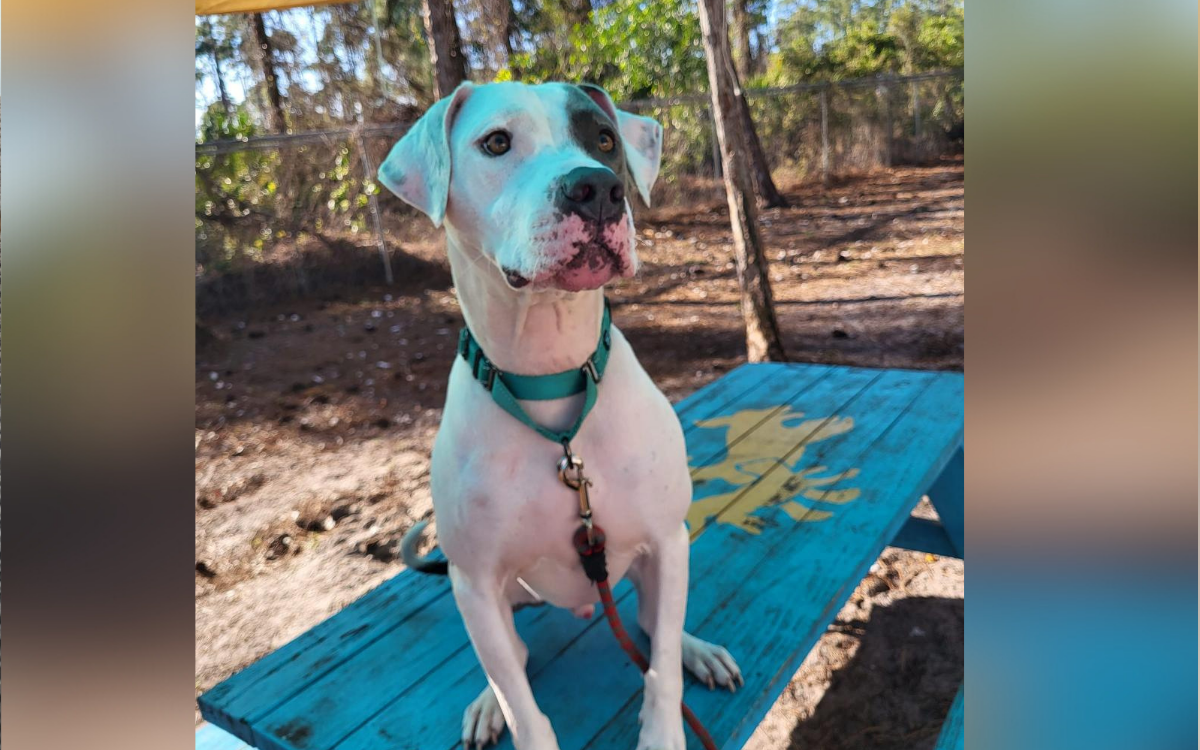 Tears as Dog in Shelter Over 700 Days Due to Condition Beyond His Control