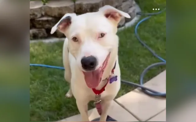 Cheesy the dog now.