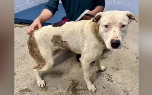 Cheesy the shelter dog.