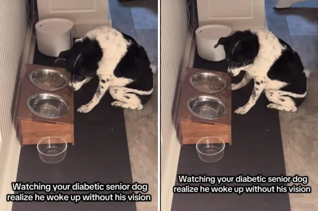 Blind dog by food bowl