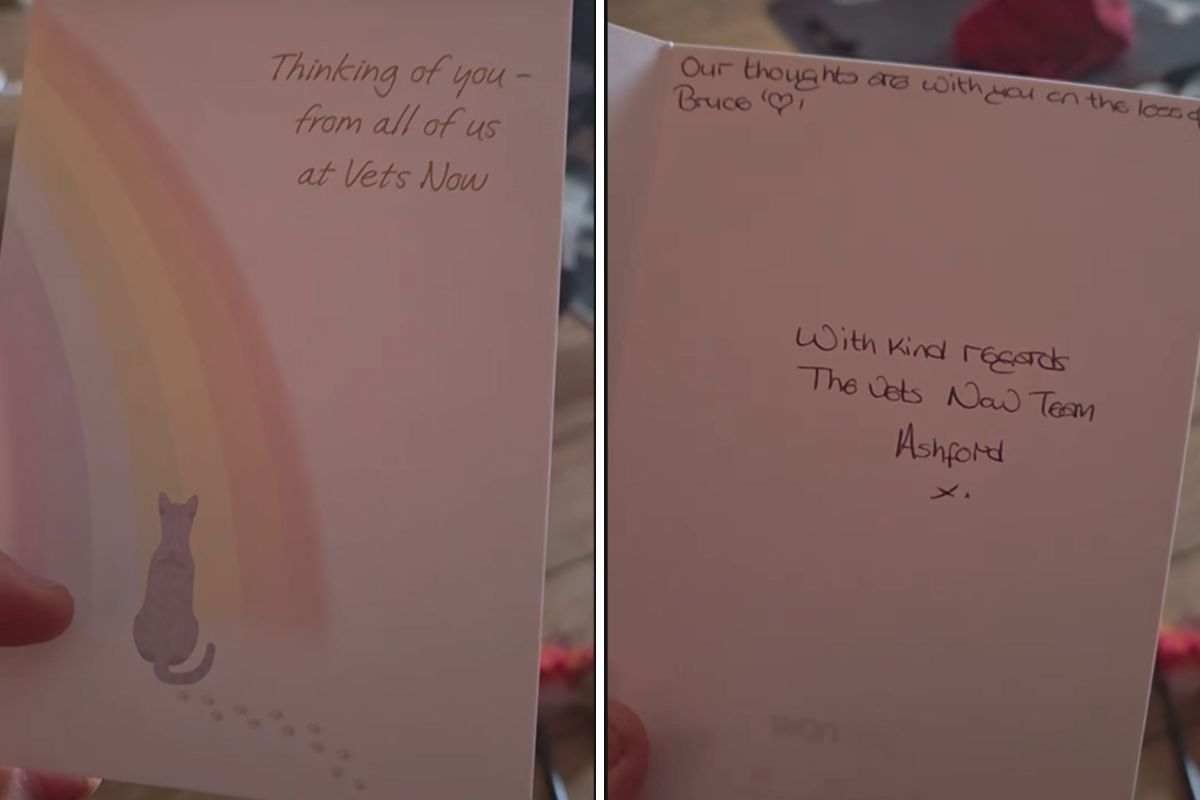Cat Owner Receives Sympathy Card From Vet—but There’s Just One Problem