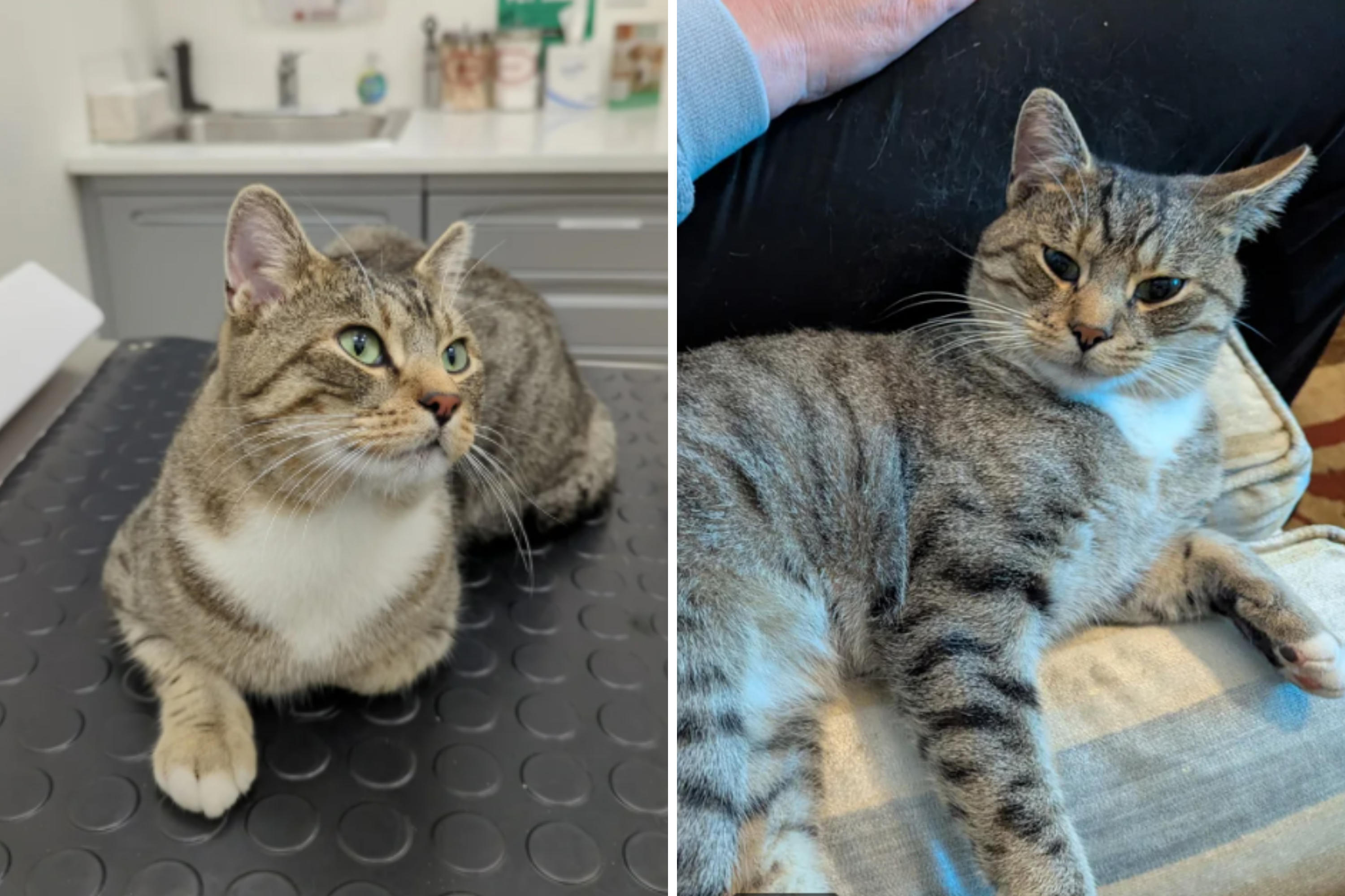 Family Still Grieving Cat—Then Sees What Walks Through the Door