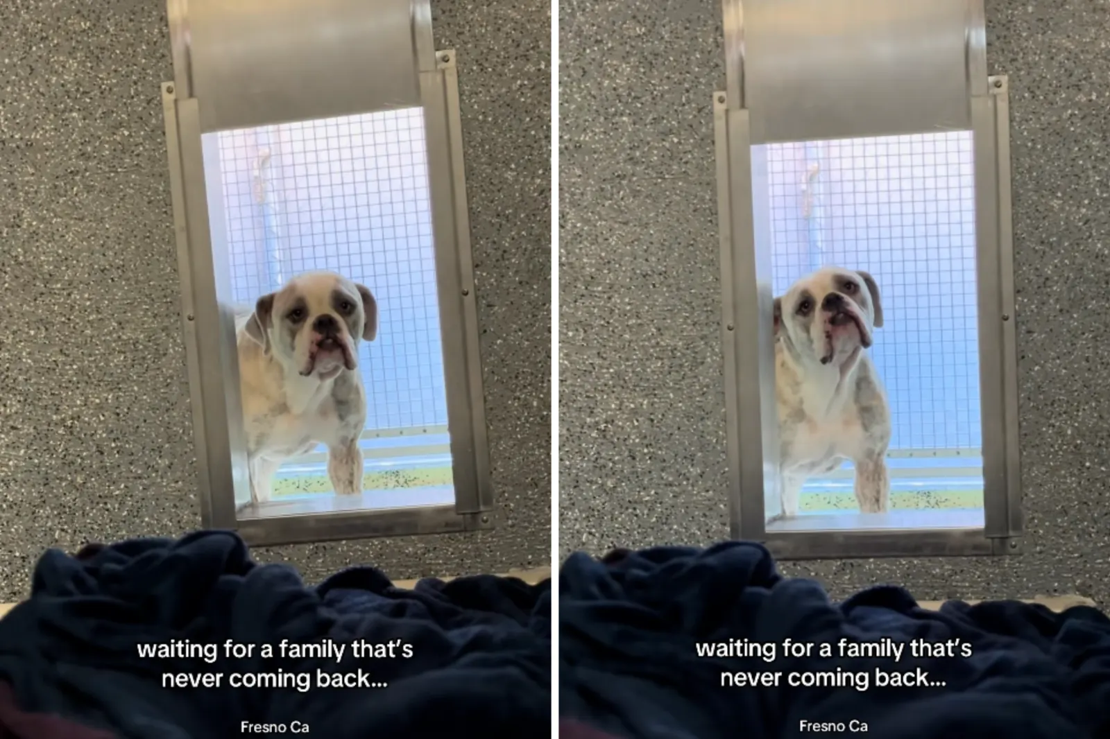 Hearts Break for Shelter Dog Still Waiting for Family Who Gave Him Up -  Newsweek