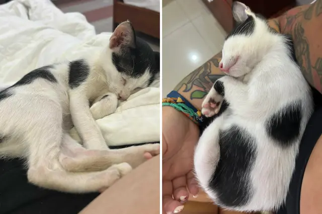 Stray cat found in Vietnam