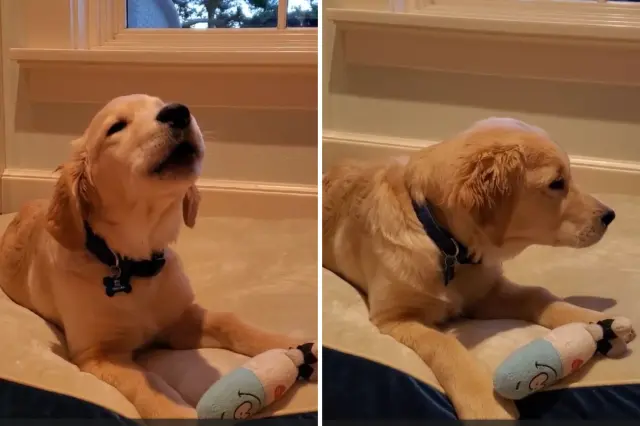 Golden retriever puppy howling