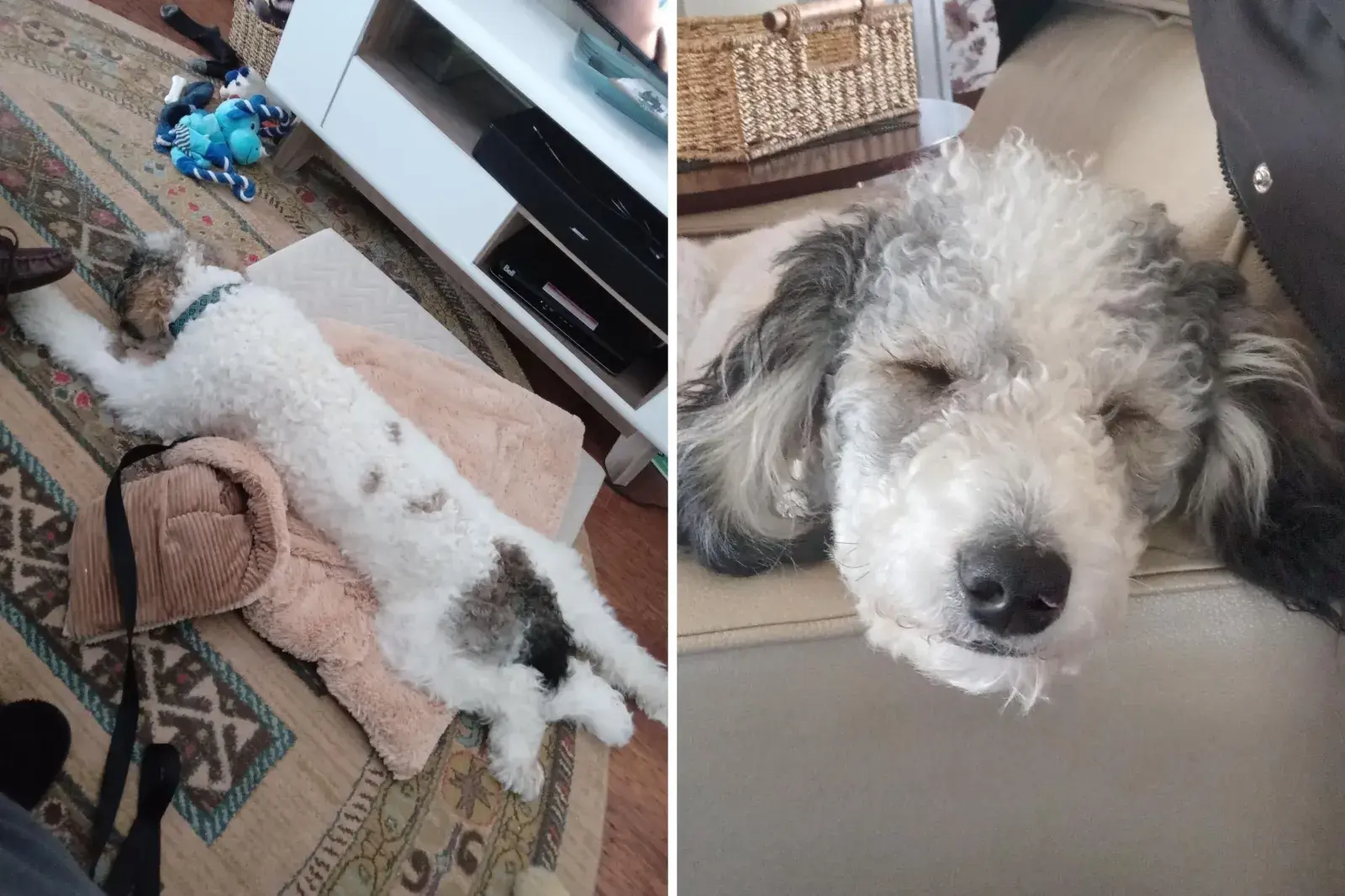Bernedoodle's smiley face in fur