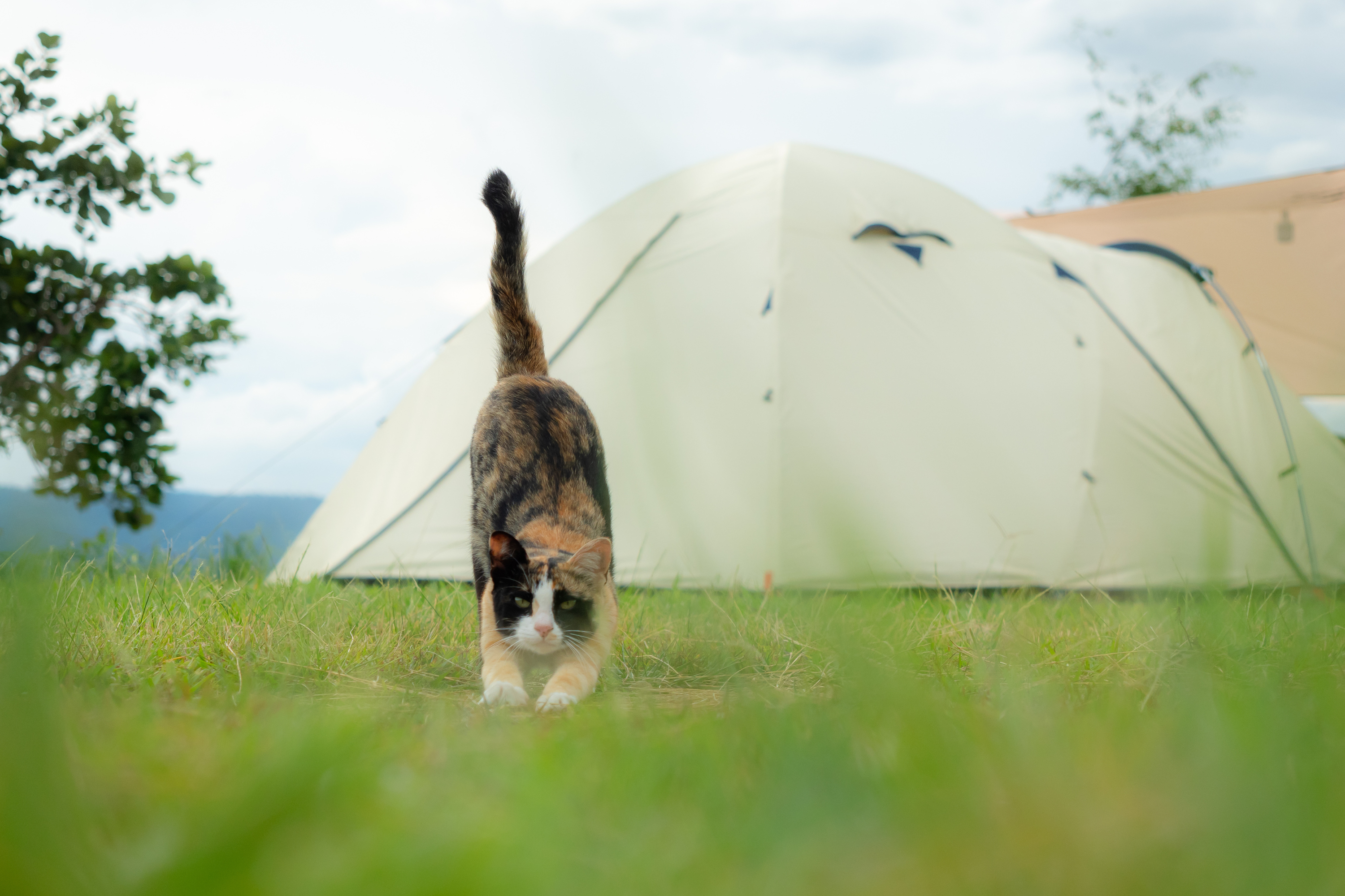 Family Goes Camping—Gets Interrupted by ‘Wild Animal’