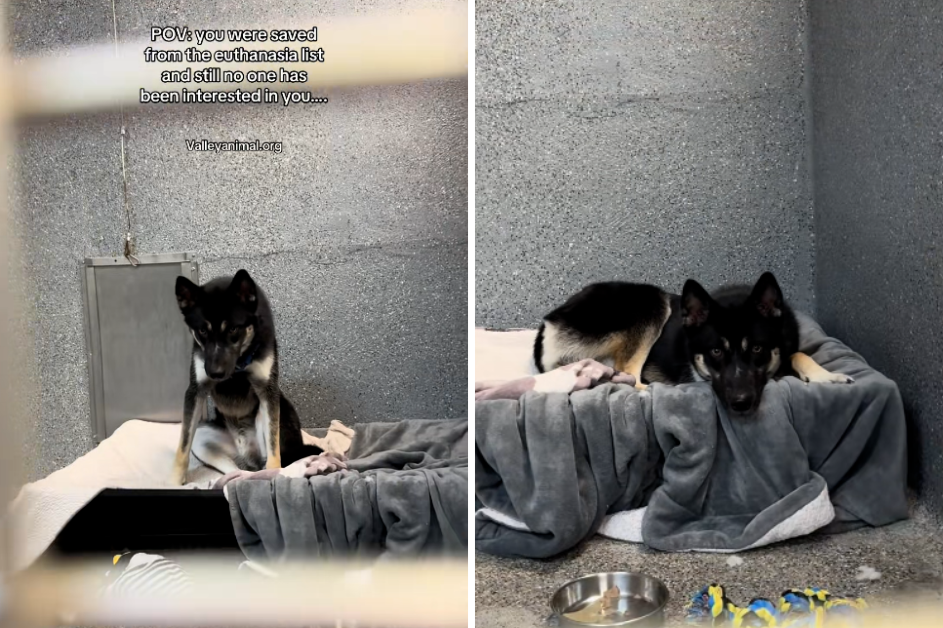 Puppy Saved From Euthanasia List 'Just in Time'—but Now Nobody Wants Him