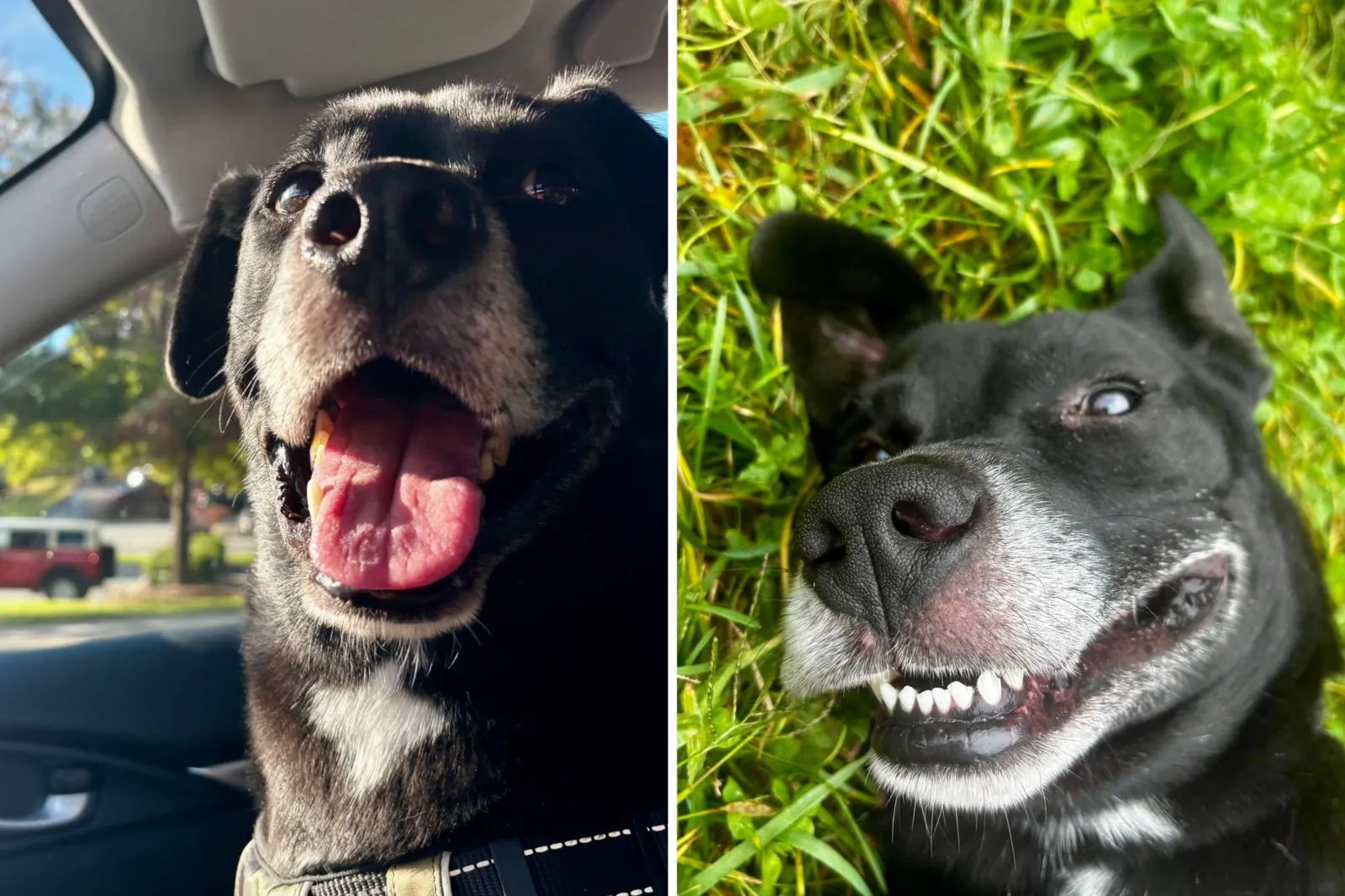Dog Tied to Tree With No Food or Water Still in Shelter 168 Days Later ...