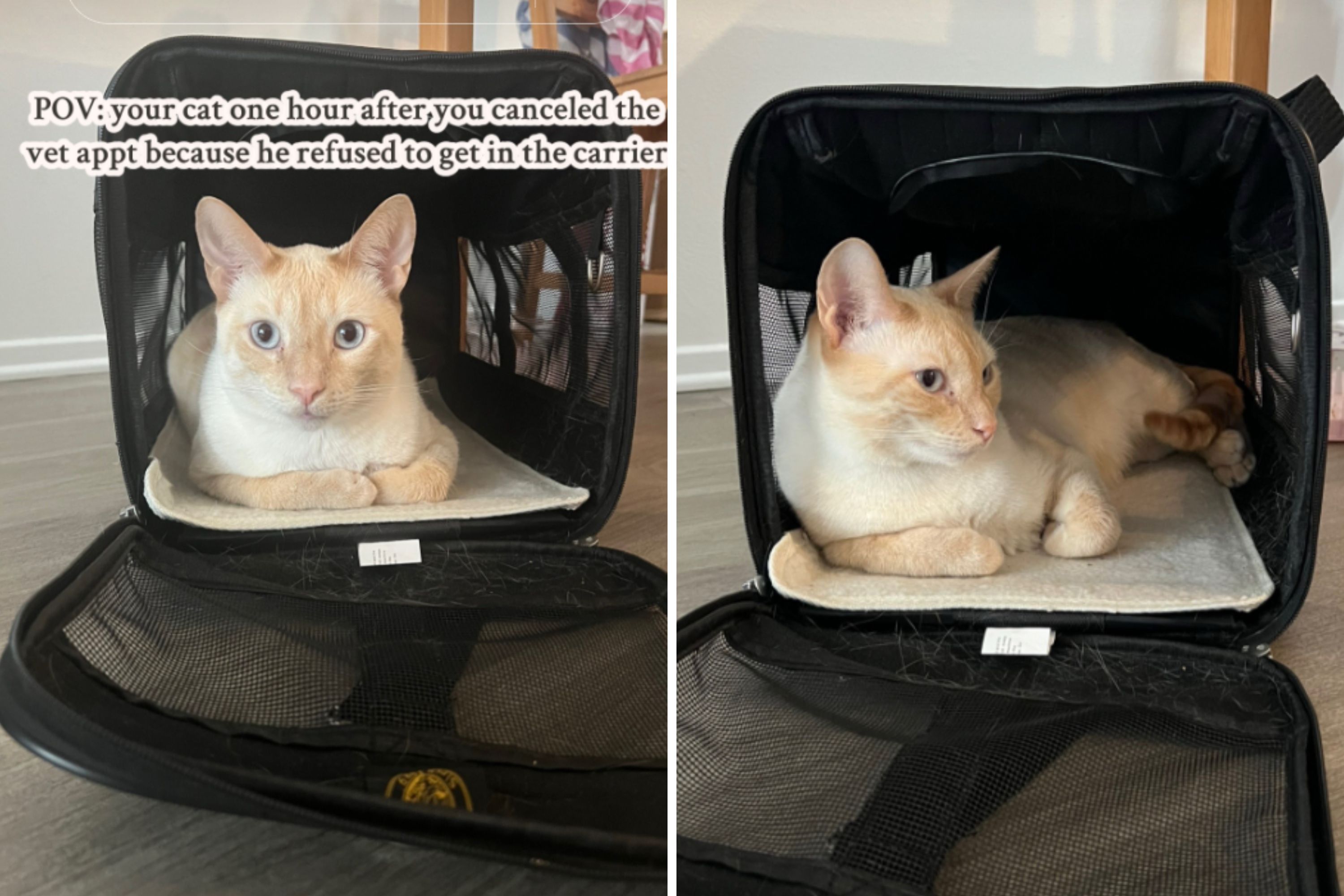 Owner Forced To Cancel the Vet—Can’t Believe What Cat Does an Hour Later