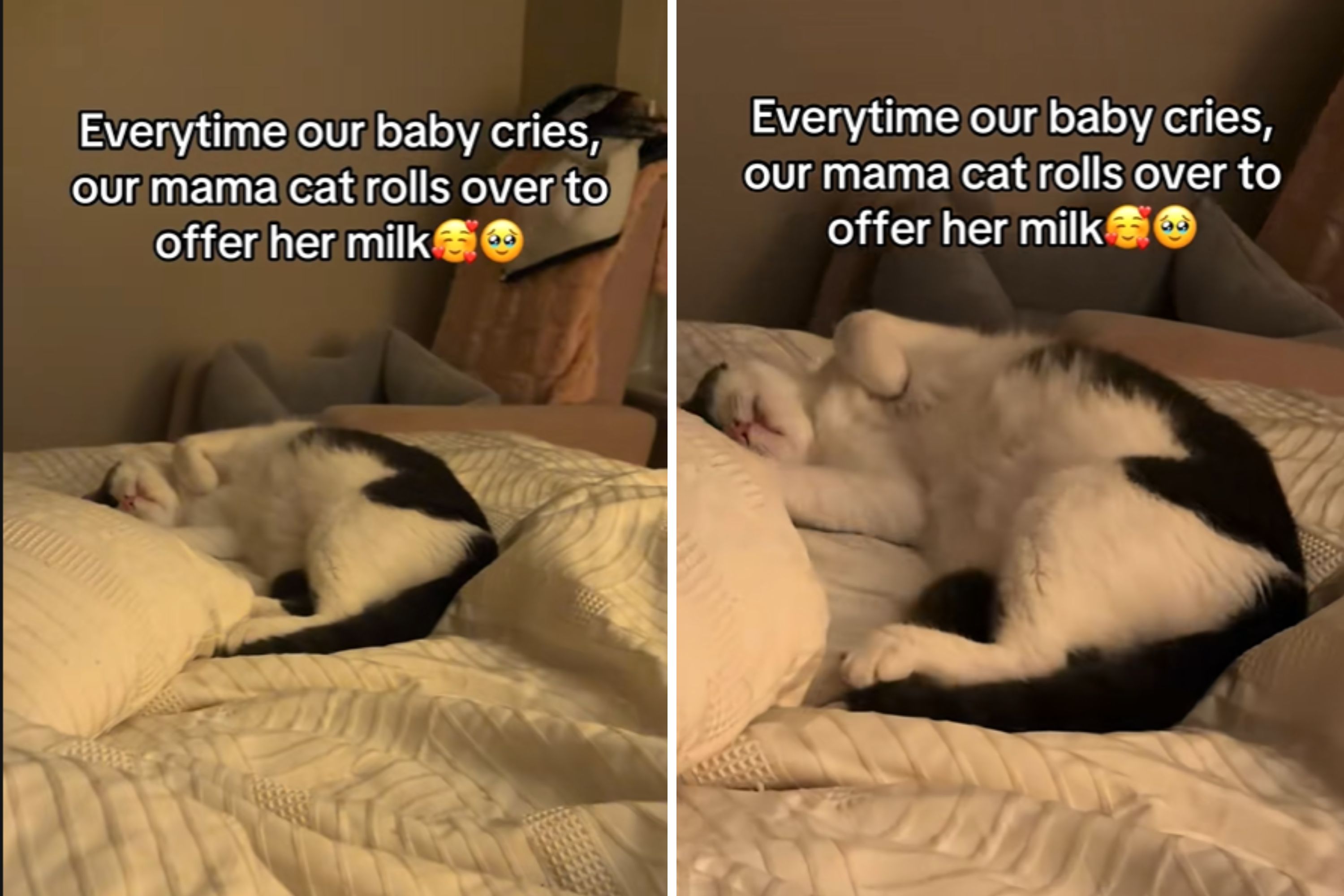 Parents Notice Every Time Baby Cries, Cat Steps In to Help in Sweetest Way