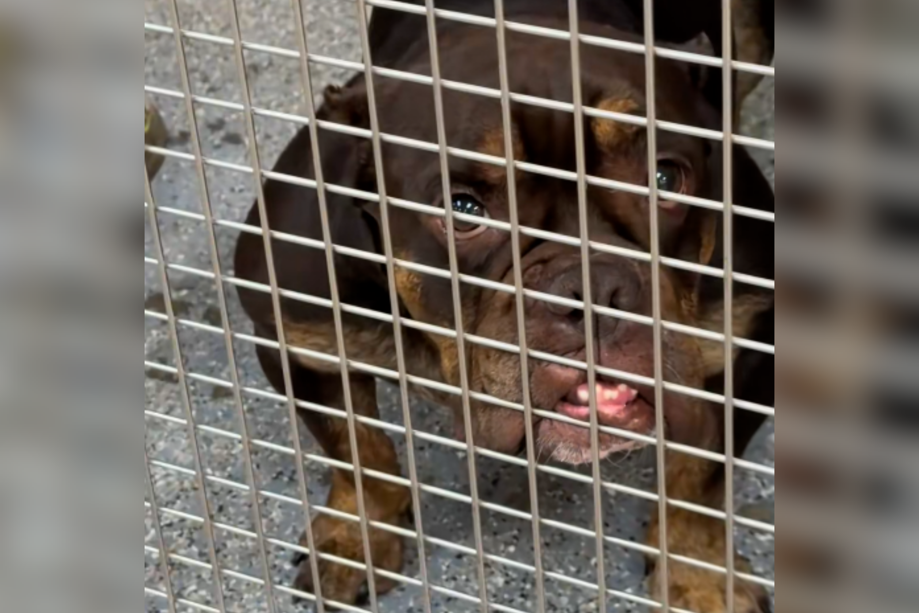 Heartbreak As 'Sweet' Bulldog Left at Shelter Still Waits for Forever Home
