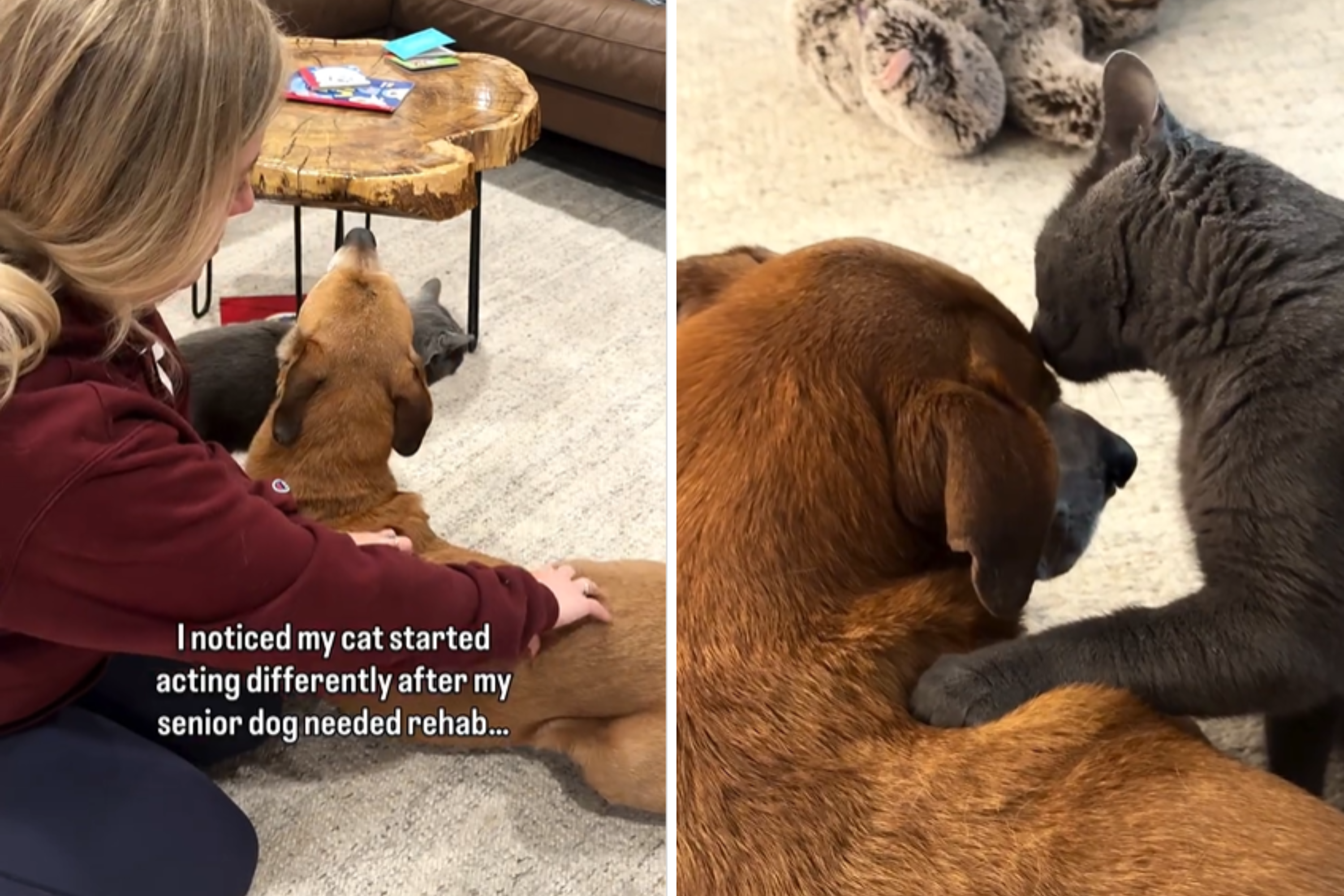 Senior Dog Gets Sick—What Cat Sibling Does Next Leaves Internet in Tears