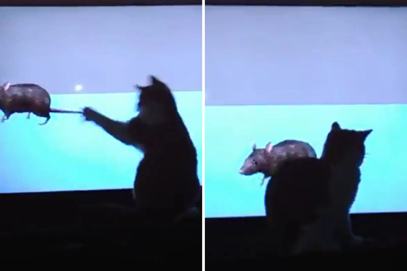 Laser-Focused Cat Trying to Catch Rats on TV Wins Pet of the Week