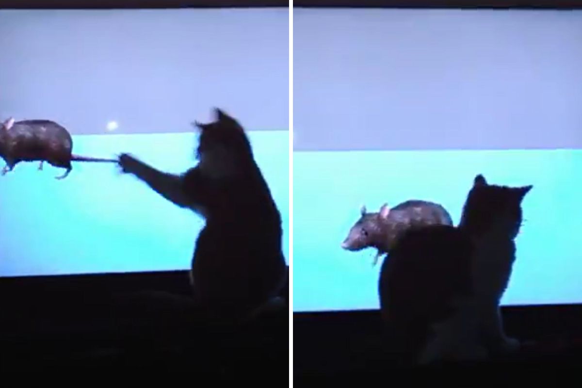 Laser-Focused Cat Trying to Catch Rats on TV Wins Pet of the Week