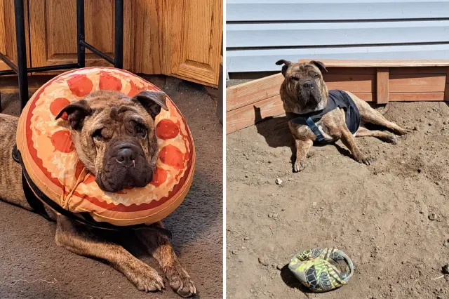 Dog pet of week finalist