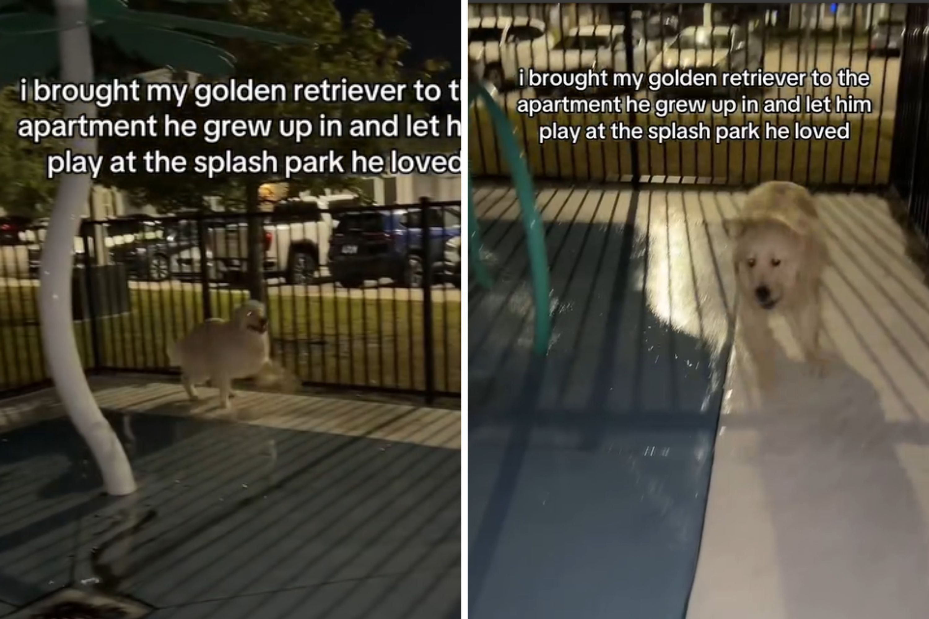 Tears at Golden Retriever’s Reaction When Returning to Childhood Home