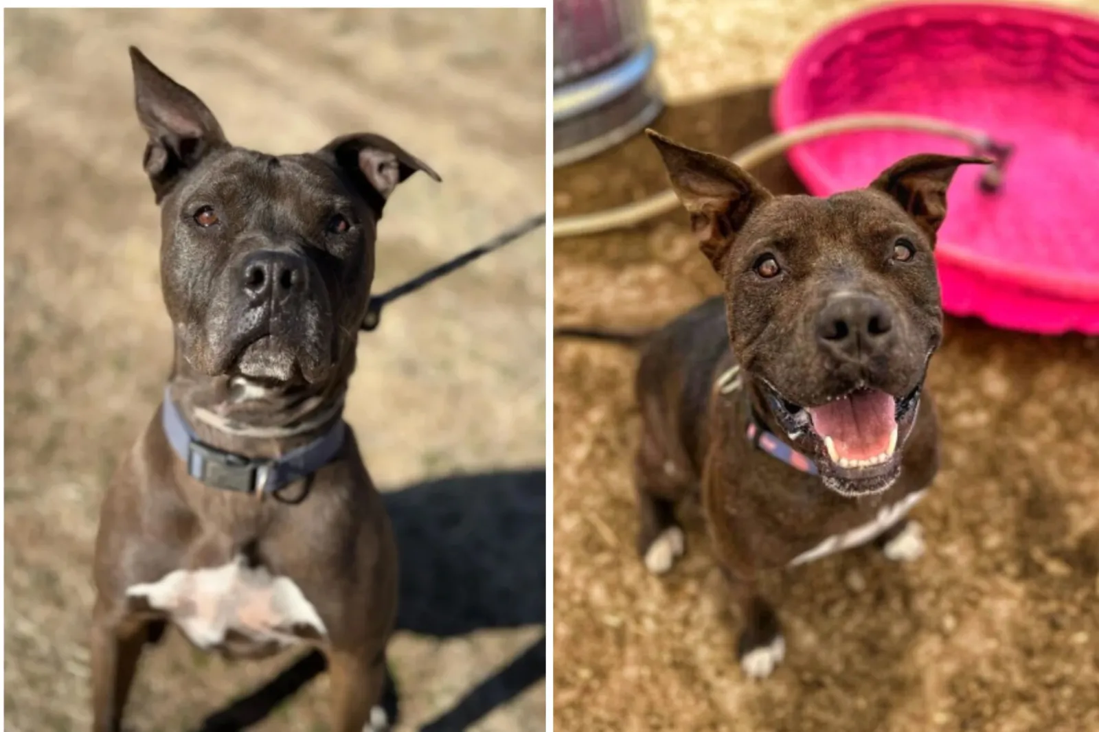 Jack's Long Wait: A Heartfelt Plea for Adoption After 852 Days in Shelter