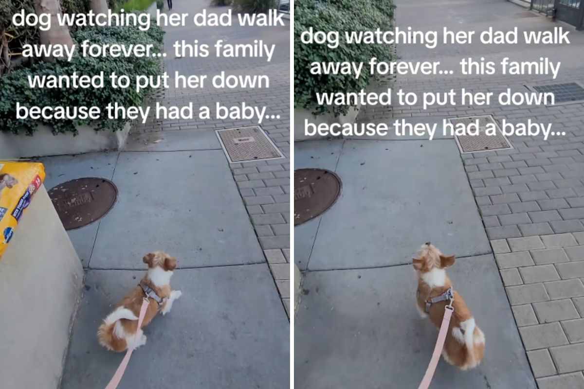 Dog Has Heartbreaking Expression Watching Owner Walk Away After Surrender