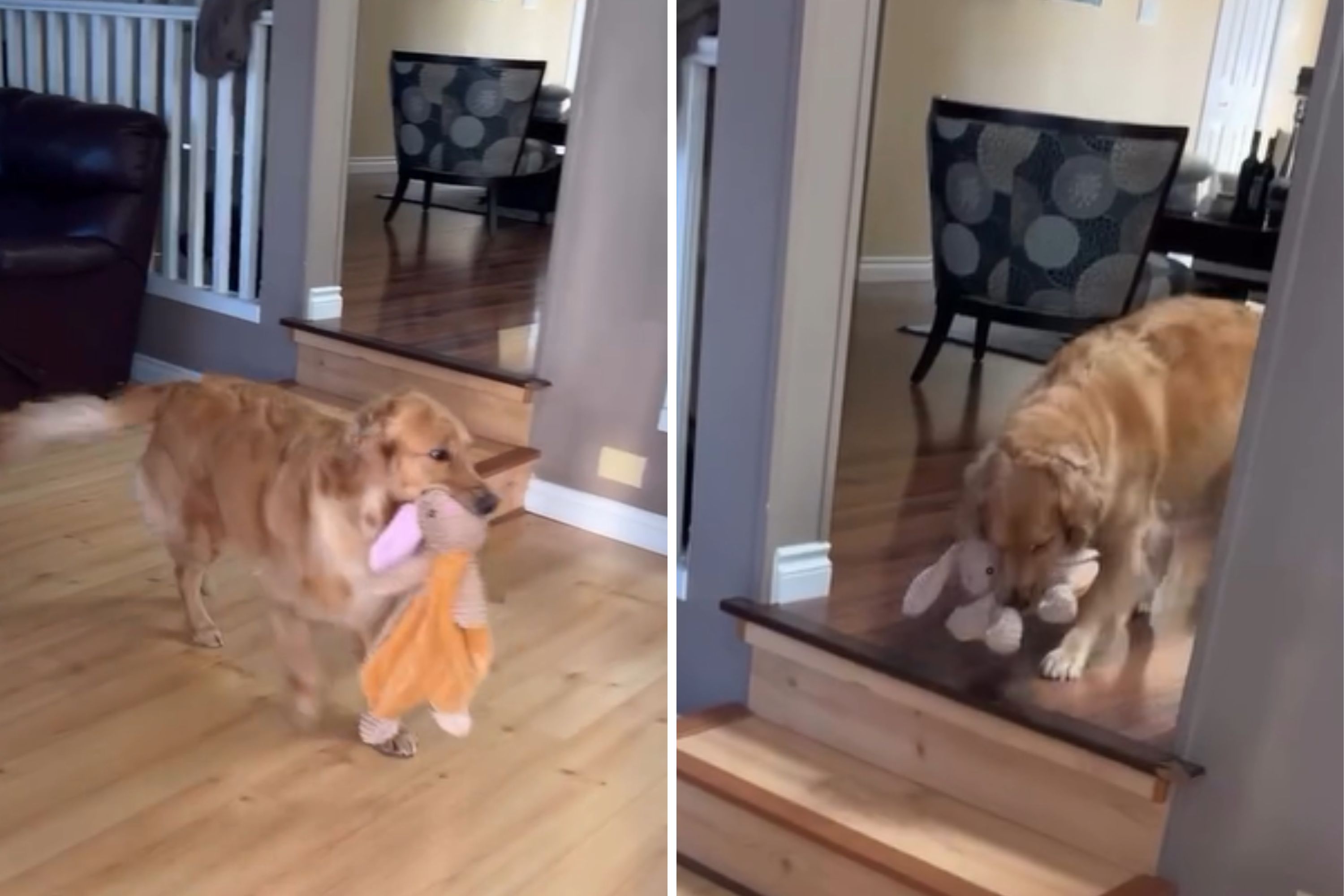 How Golden Retriever Greets Owner After Only 2 Hours Apart Melts Hearts