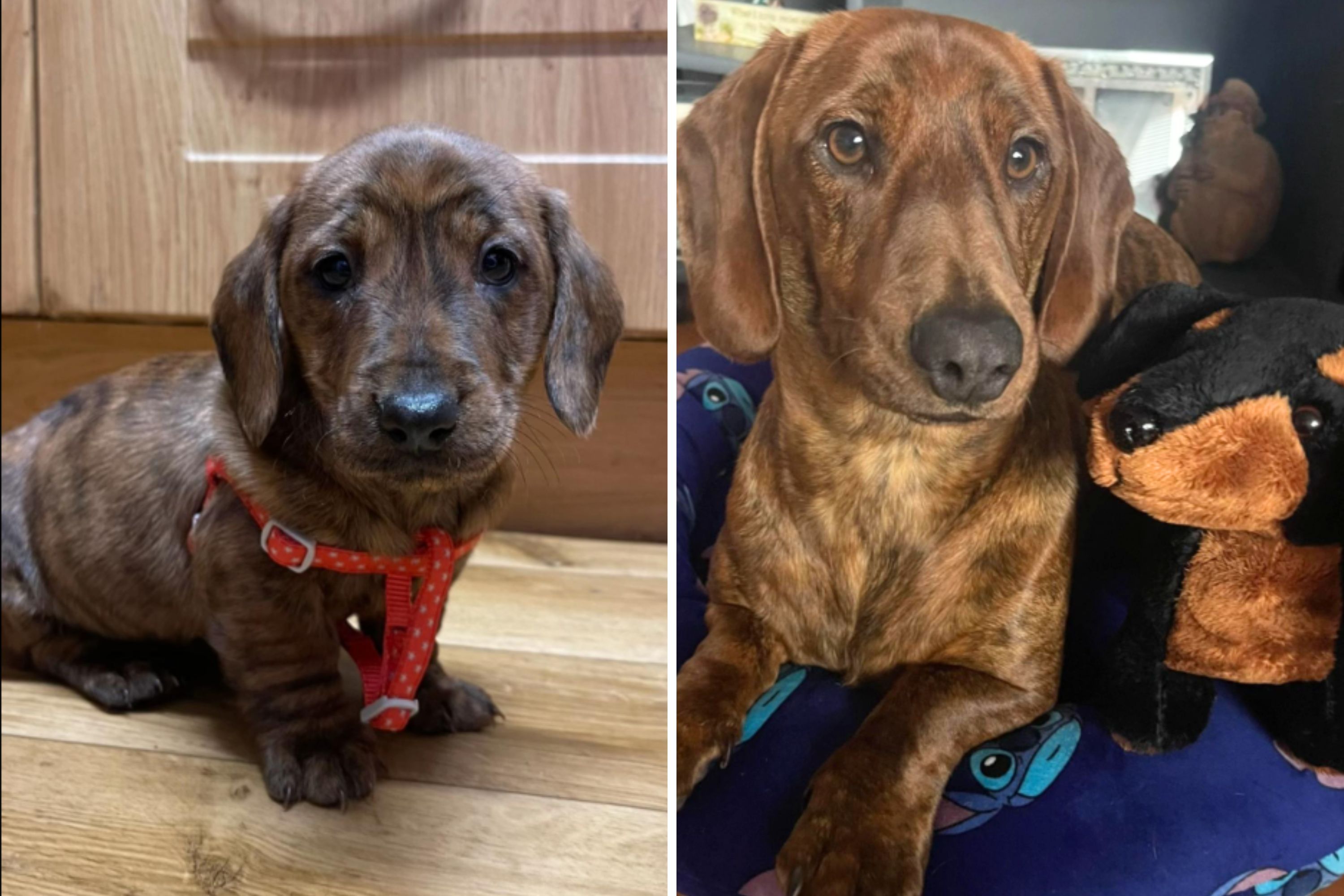Woman Expects Dog To Be a Mini Dachshund, but Then He Doesn’t Stop Growing