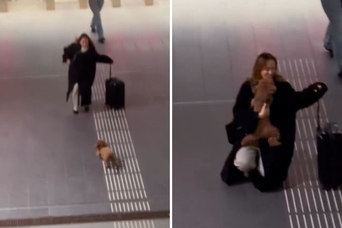 Toy Poodle Reunites With Owner—People Can’t Cope With Her Reaction Toy Poodle Reunites With Owner—People Can’t Cope With Her Reaction
