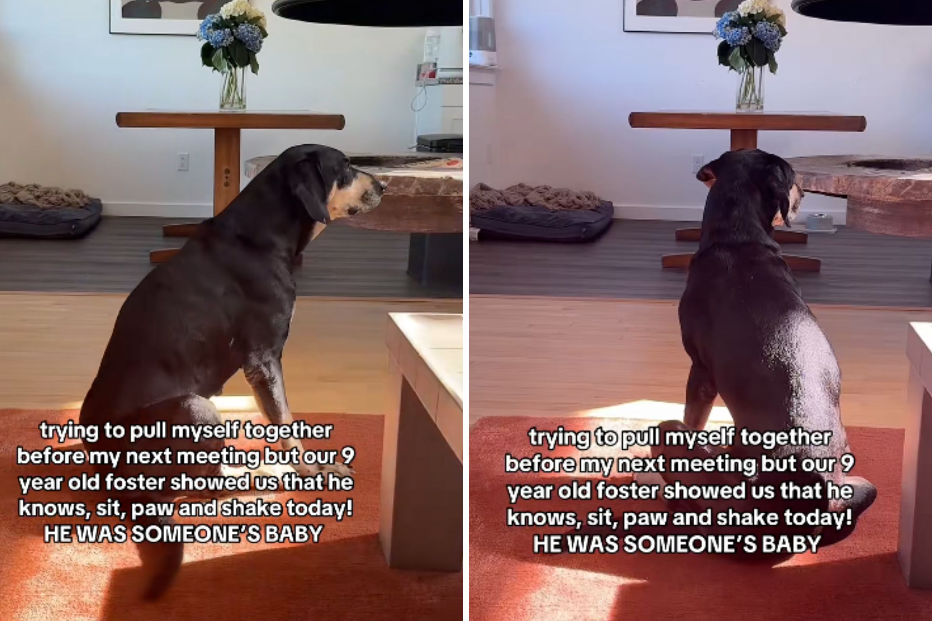 Woman Fosters 9-Year-Old Dog—Then Realizes Something She Never Expected