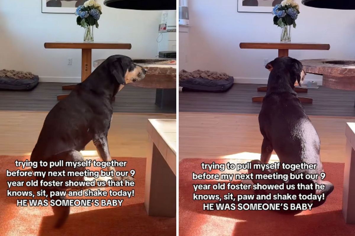 Woman Fosters 9-Year-Old Dog&mdash;Then Realizes Something She Never Expected
