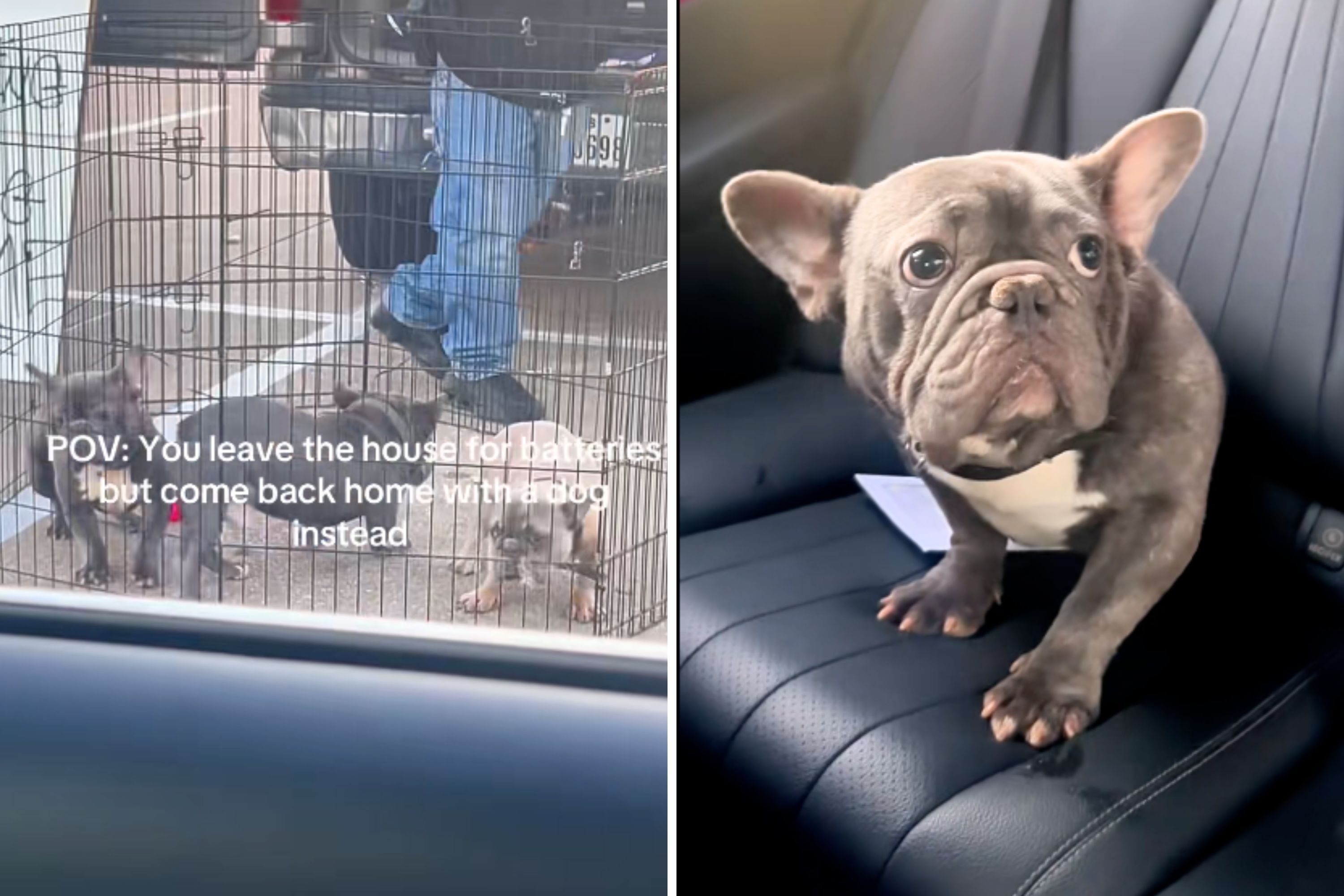 Woman Goes to Store to Buy Batteries—Then Sees a Sign for Free Dogs