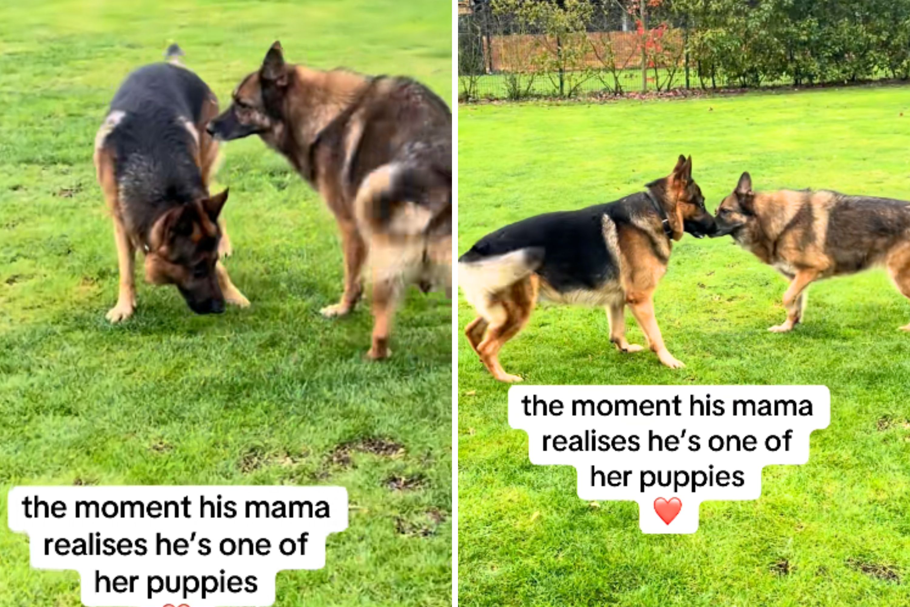 Moment German Shepherds Cross Paths—Then One Realizes Who the Other Is