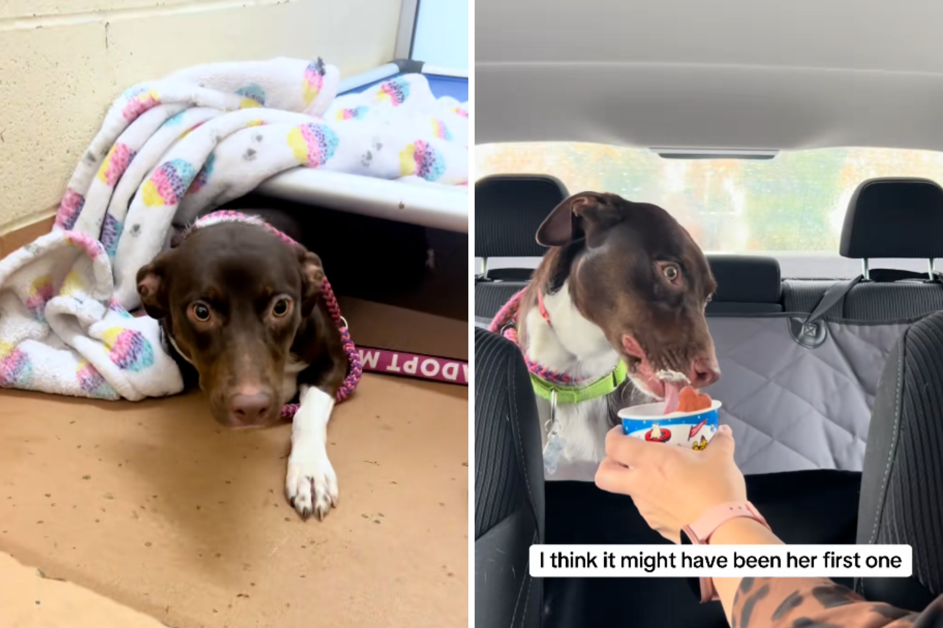 ‘Scared’ Shelter Dog Gets Pup Cup, Then Realizes She’s Being Returned