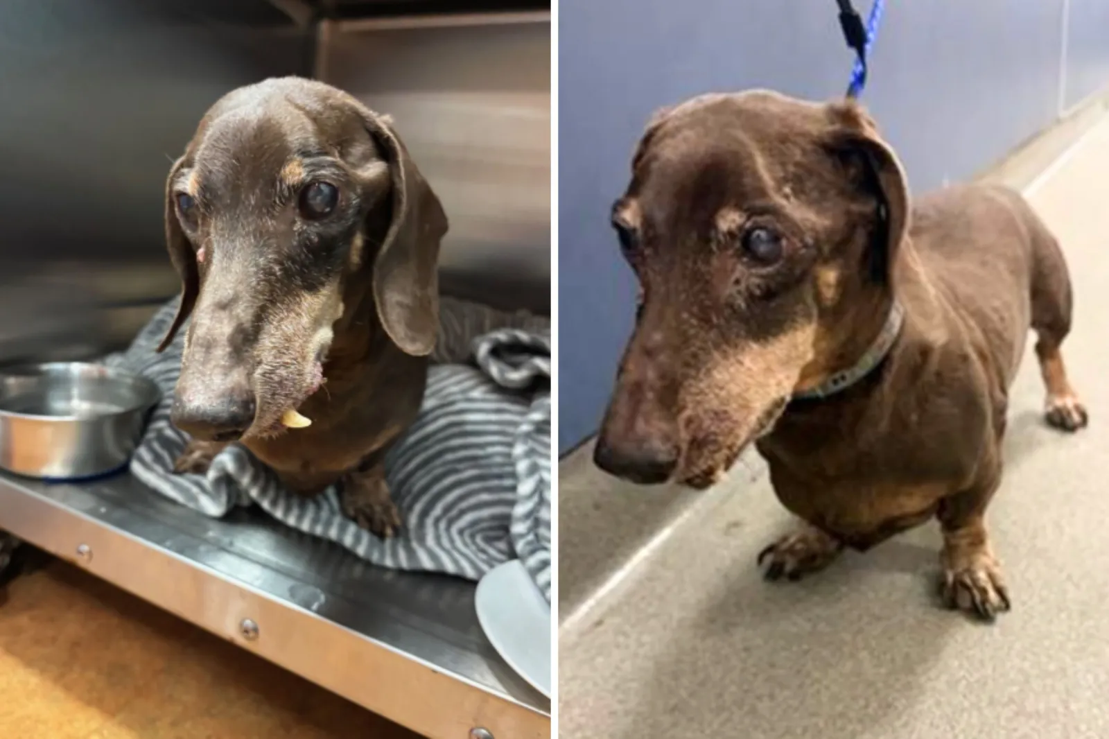16-Year-Old Dog Left at Shelter—Staff Can’t Believe What Microchip Reveals