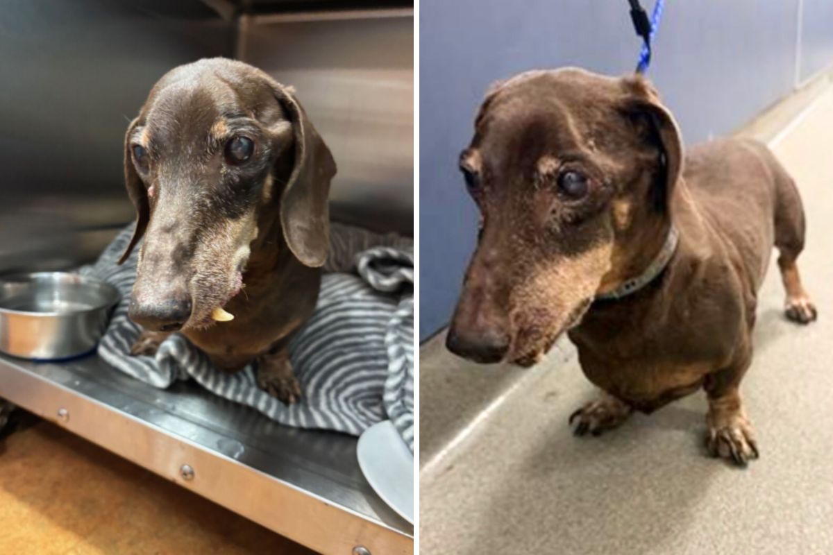 16-Year-Old Dog Left at Shelter—Staff Can’t Believe What Microchip Reveals 16-Year-Old Dog Left at Shelter—Staff Can’t Believe What Microchip Reveals
