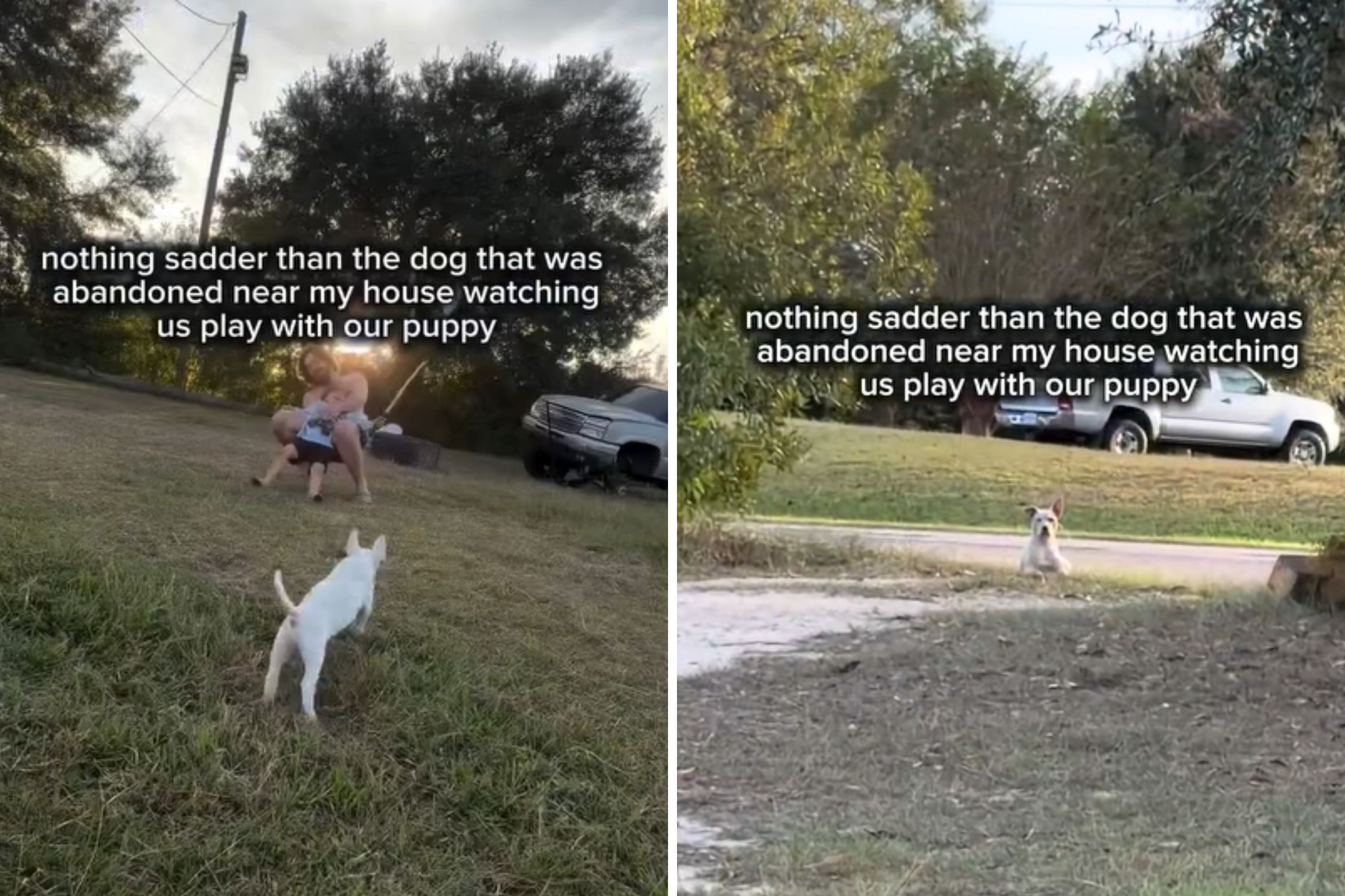 Family Plays With New Puppy Outside—Then Realize Something Is Watching Them