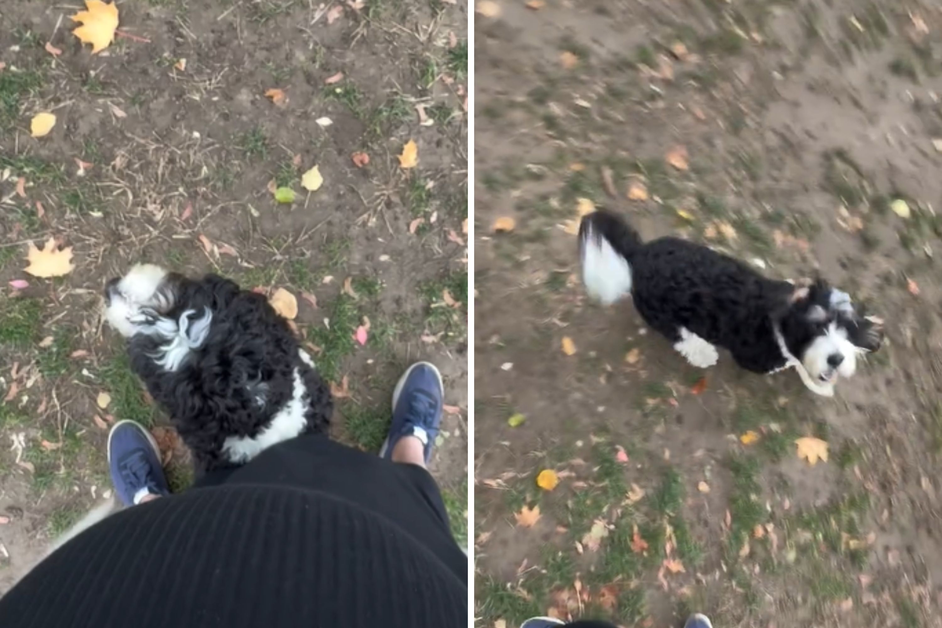 Pregnant Woman Panics When She Can’t Find Dog in Park—Then Realizes Mistake