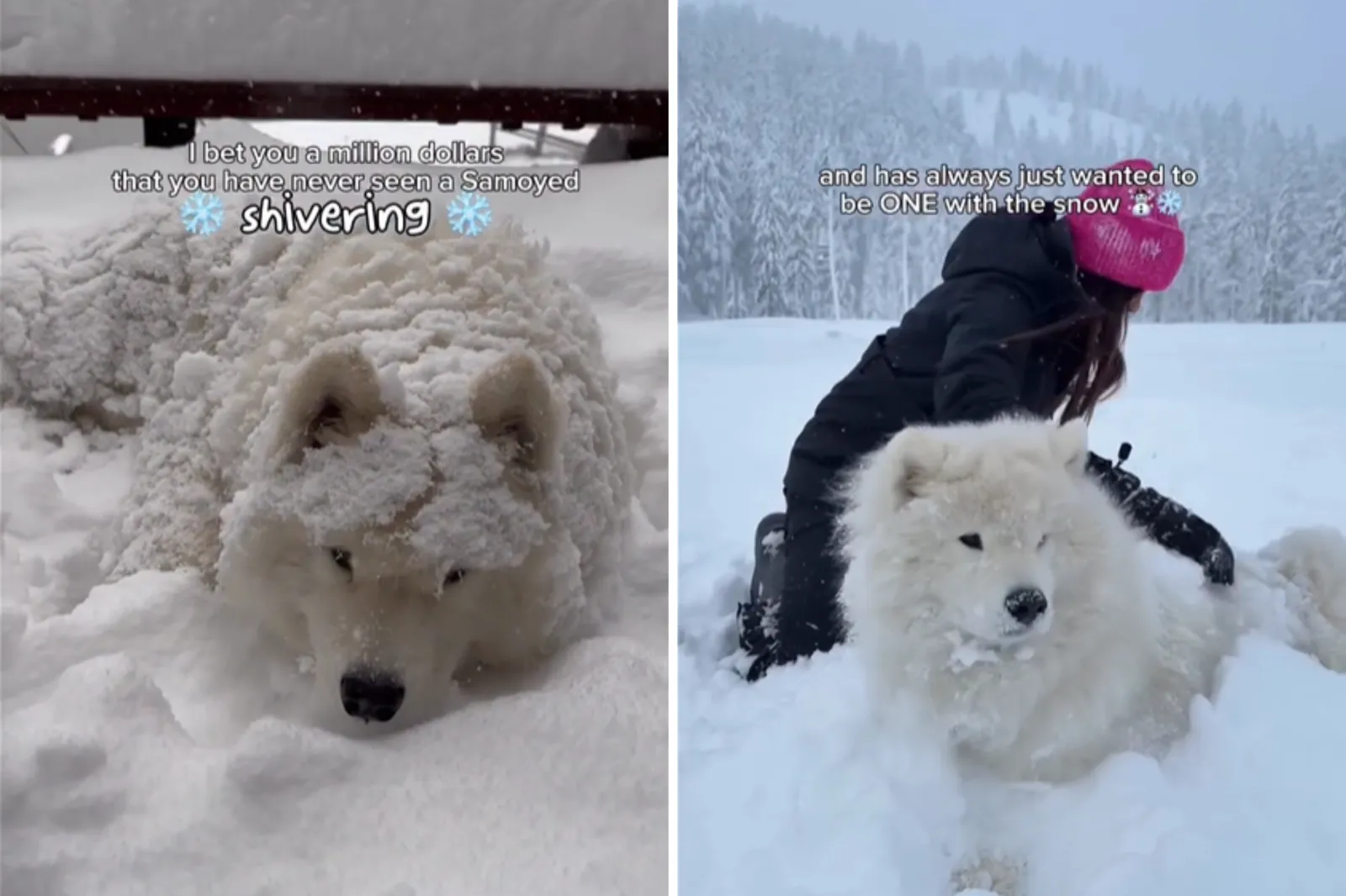 Samoyed Once Loved the Snow—Now He Shakes, the Reason Is ‘Saddest Thing’