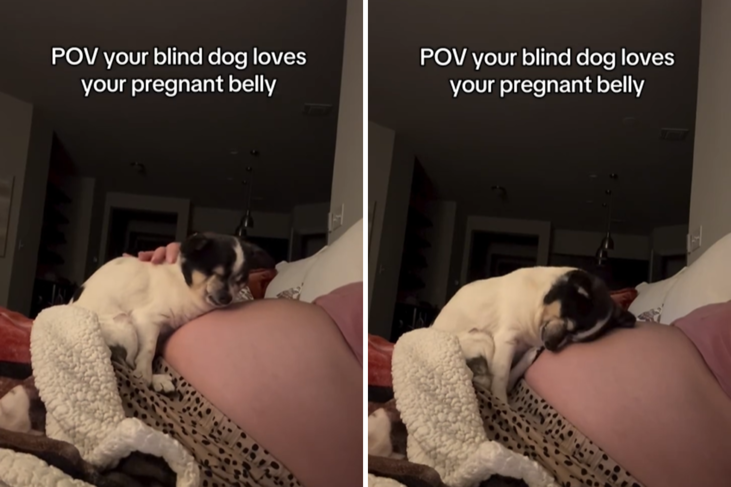 Blind Dog Loves Owner’s Pregnancy Bump, What She Captures Melts Hearts
