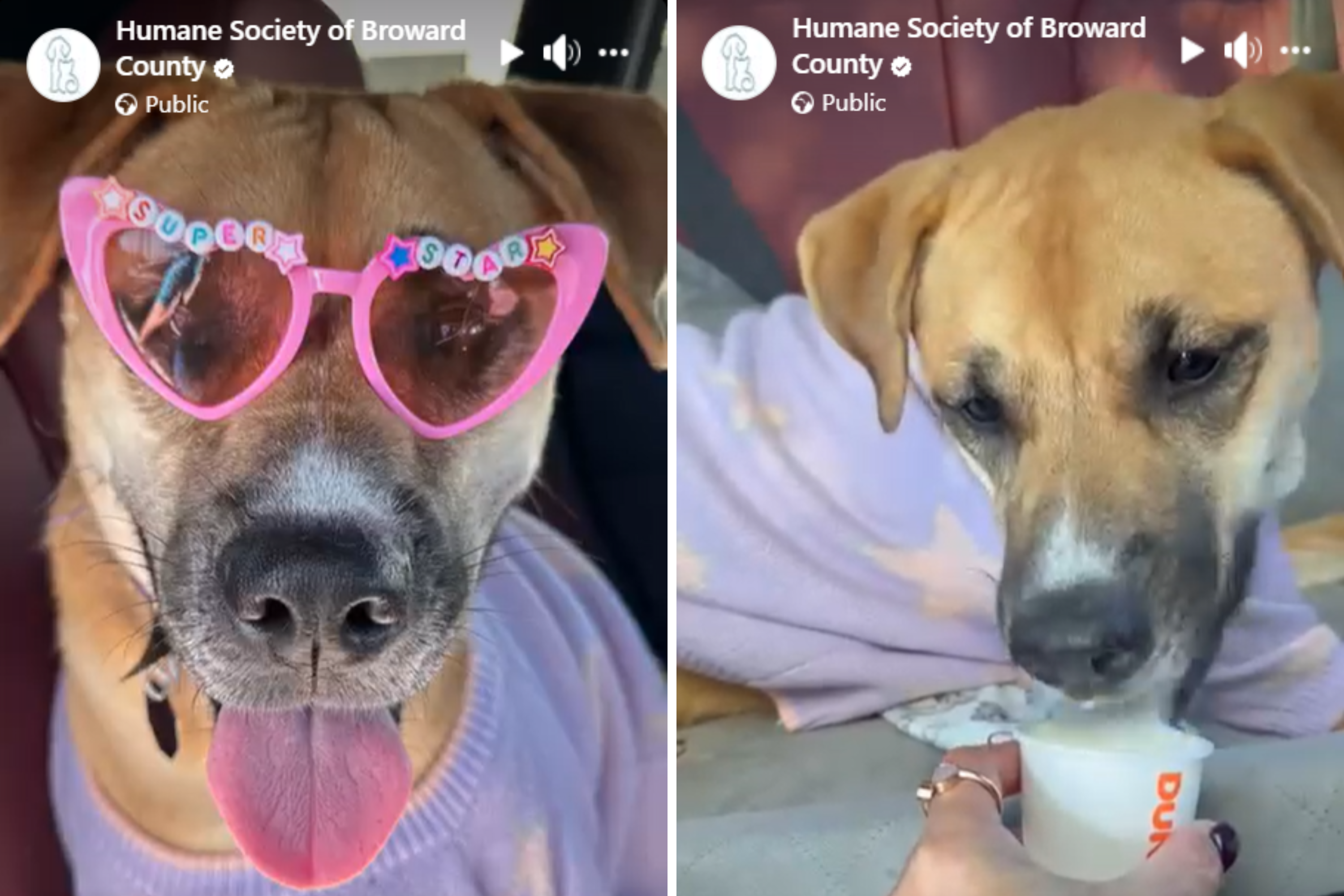 Shelter Dog Watches People Walk by for Months—Then Volunteer Makes Her Day