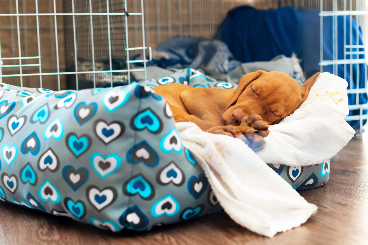 Cavapoo&nbsp;Puppy Left To &lsquo;Protect&rsquo; the House, Pet Cam Captures Reality&nbsp;