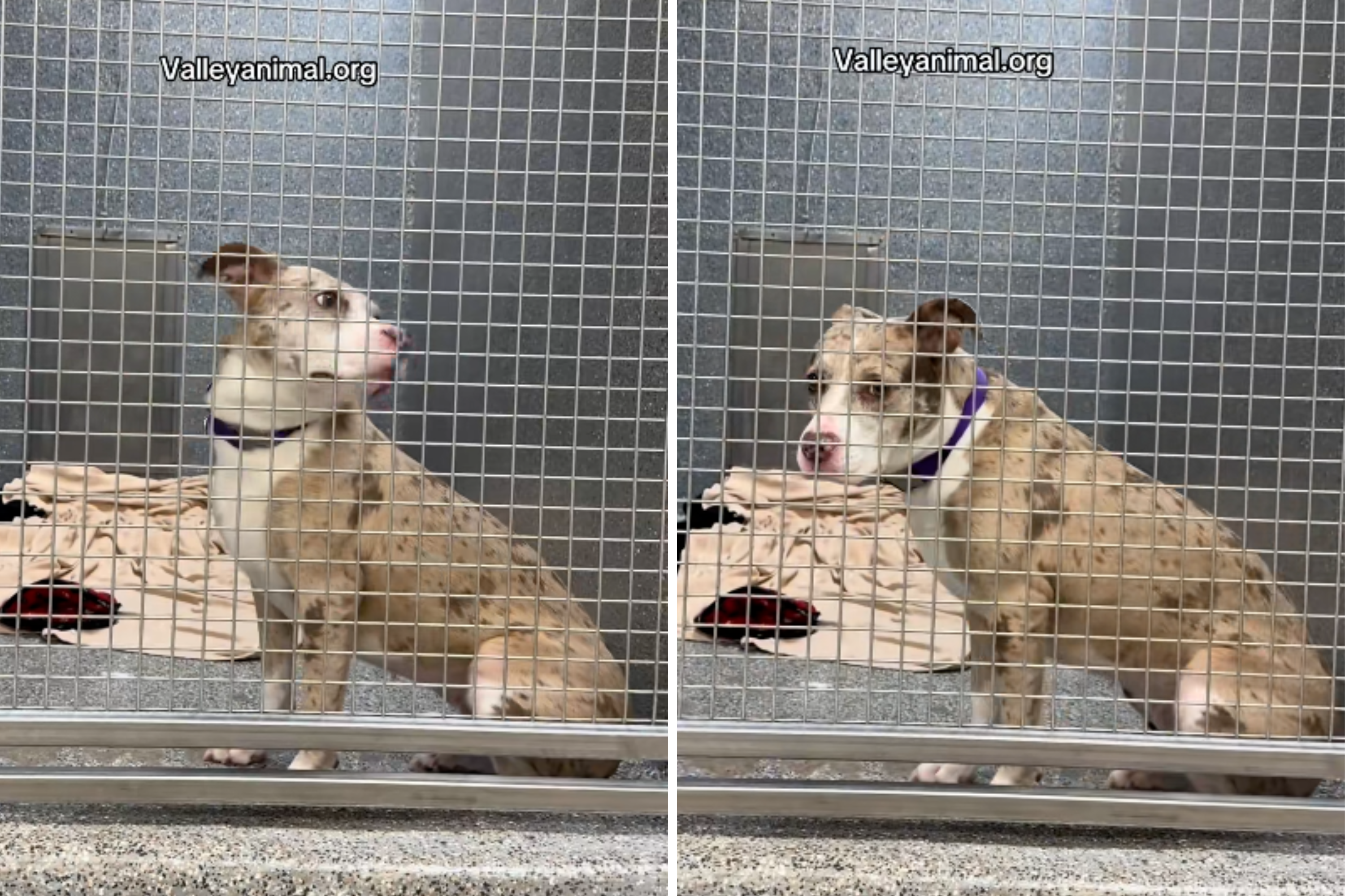 ‘Sweet' Shelter Pit Bull Loves Everyone—but No One's Applied To Adopt Her