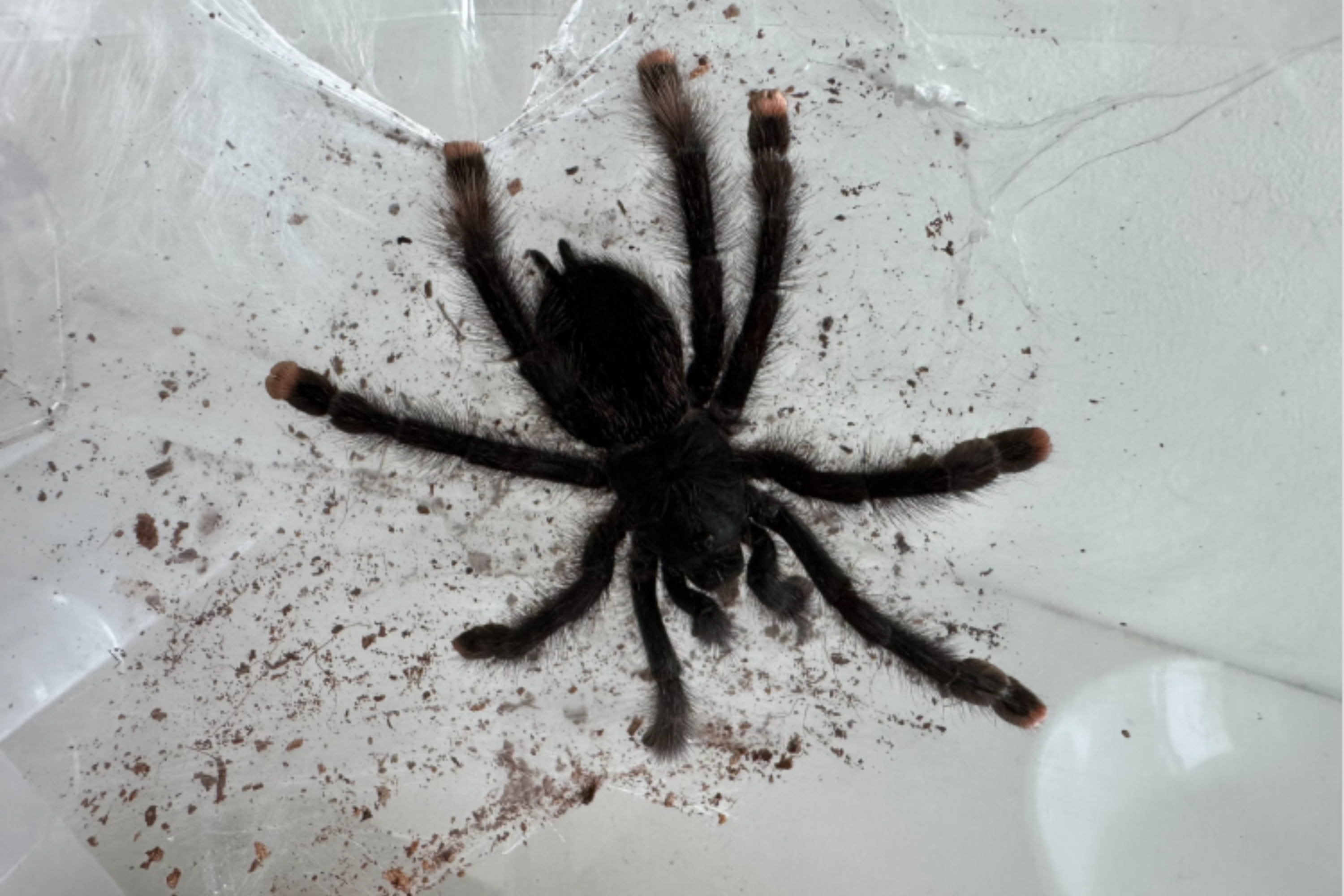 Unusual Shelter Pet Who Isn't 'For Everyone' Searching for Forever Home