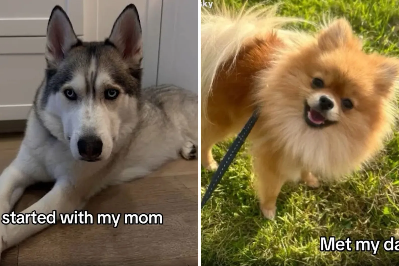 Husky and Pomeranian Have a Puppy—People Can’t Cope With the Mix
