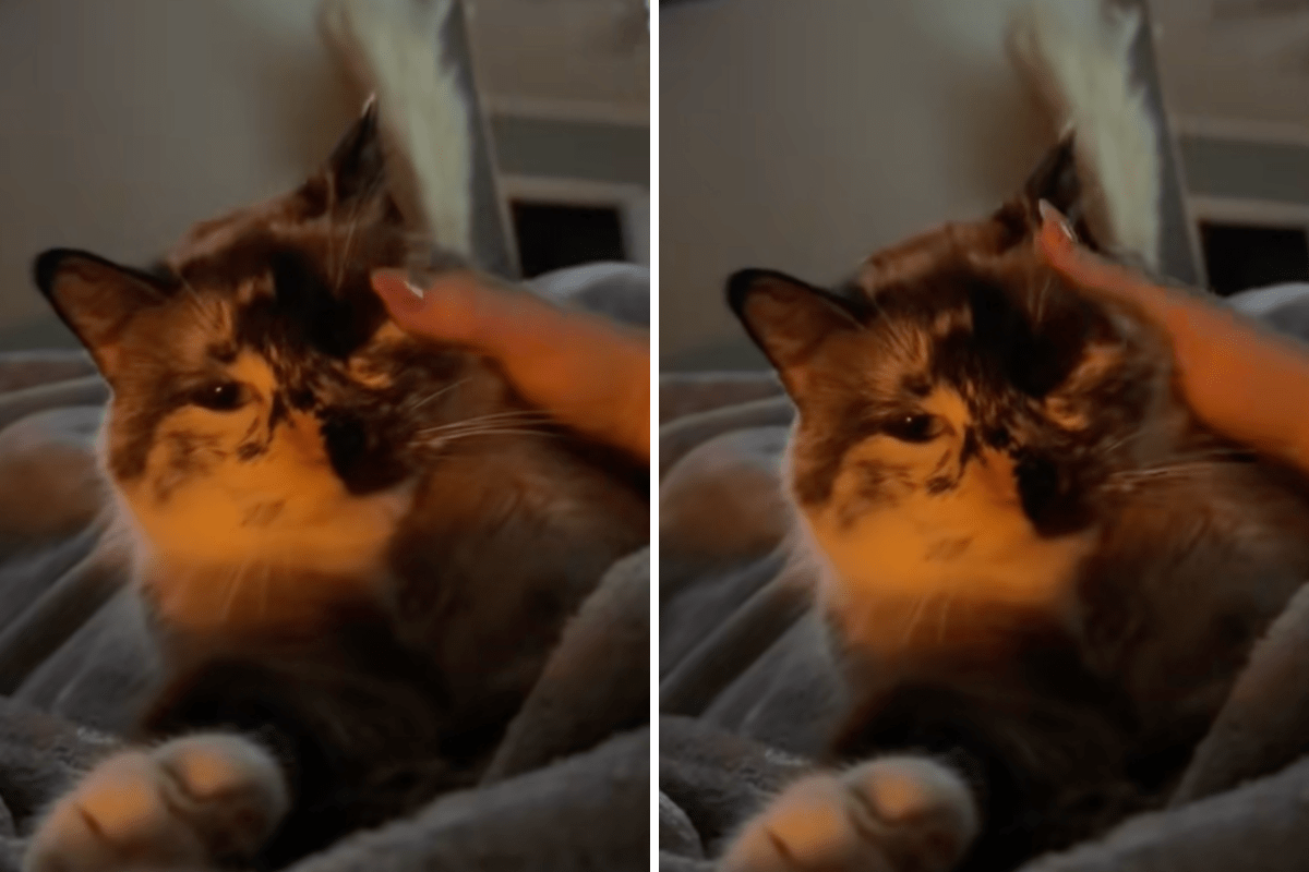 Cat Locked in Bathroom for Over 10 Years, Tears Over How Her Life Looks Now