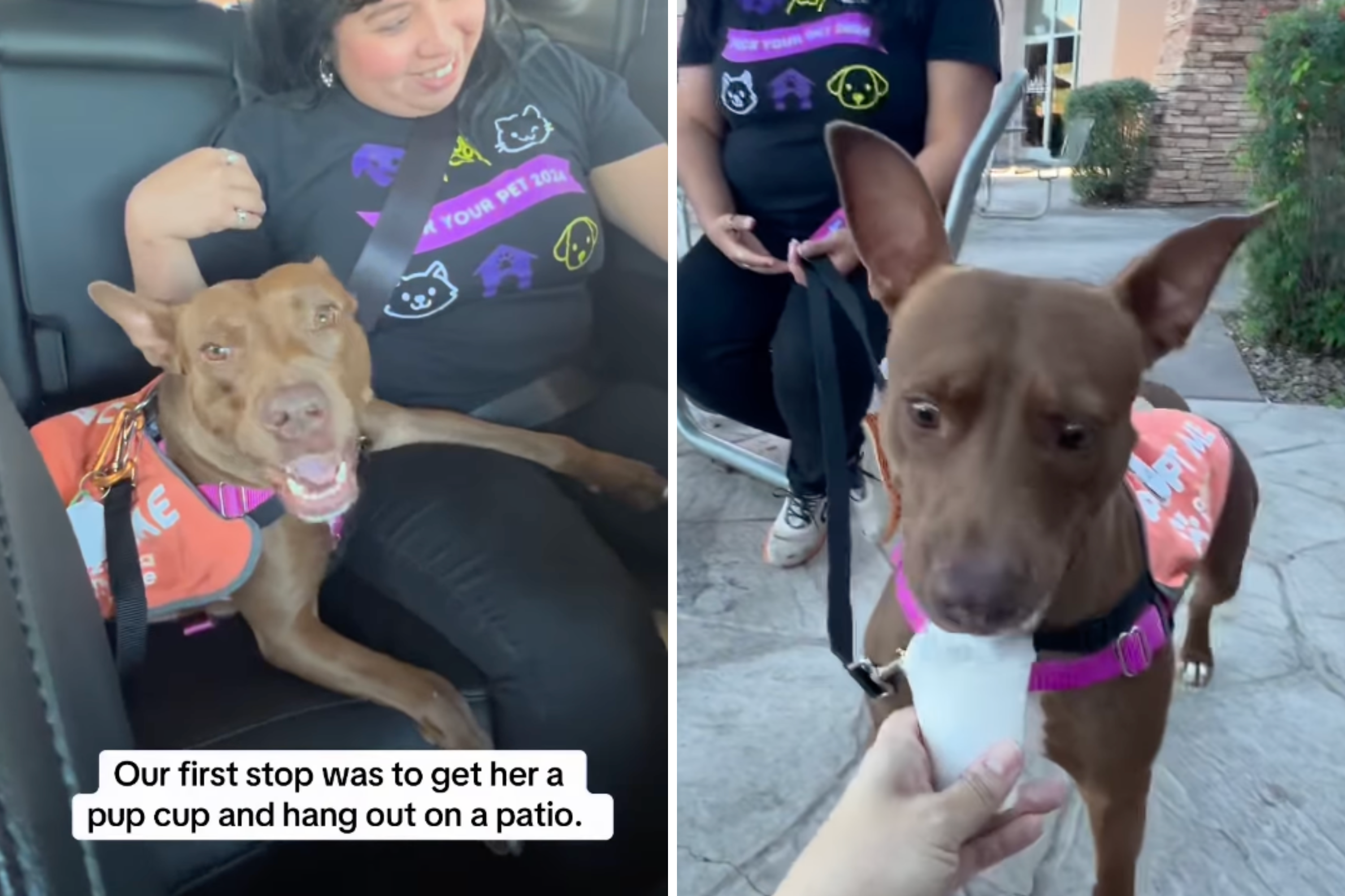 Tears at Face of 3-Legged Dog ‘Overlooked’ at Shelter Getting 1 Day of Joy