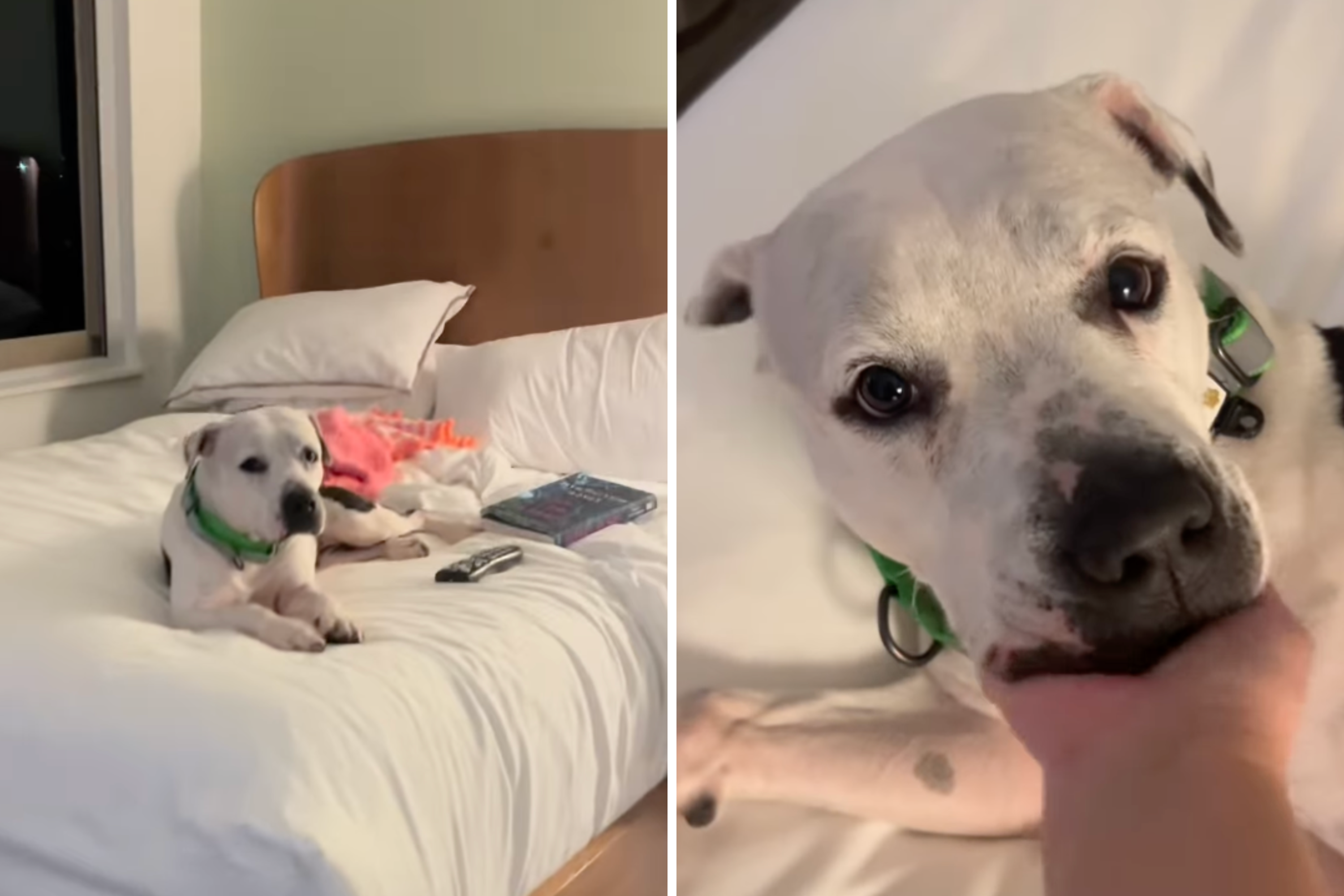 Hearts Break at Moment Shelter Dog on Rare Sleepover Finally Feels ‘Safe'