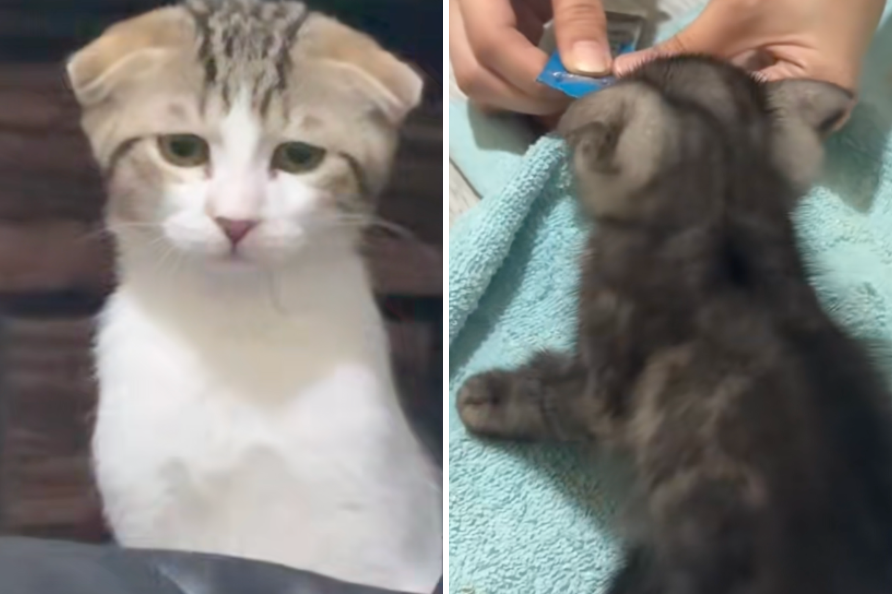 Cat’s First Reaction to New Kitten Breaks Hearts Online: ‘Those Ears’